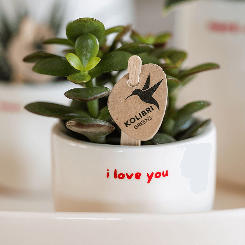 I love you sierpot Zeg het met een pot! De "I love you" pot is de perfecte manier om jouw liefde te laten bloeien – letterlijk en figuurlijk. Deze stijlvolle, glanzende keramieken pot is subtiel vormgegeven in zacht wit met een handgeschreven rood "i love