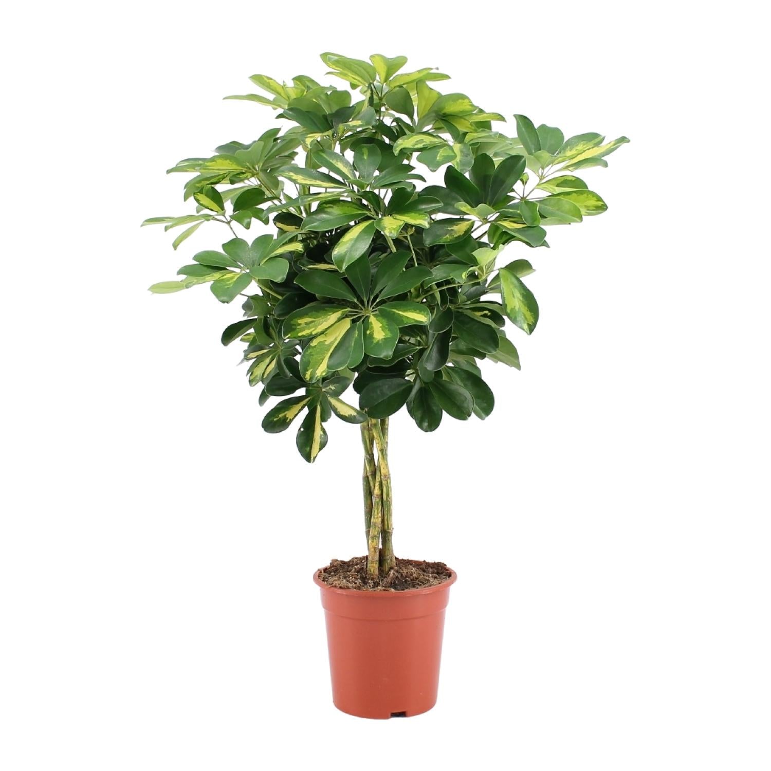 Parapluboom - Schefflera Arboricola Gold Capella - Ø19cm - ↕75cm