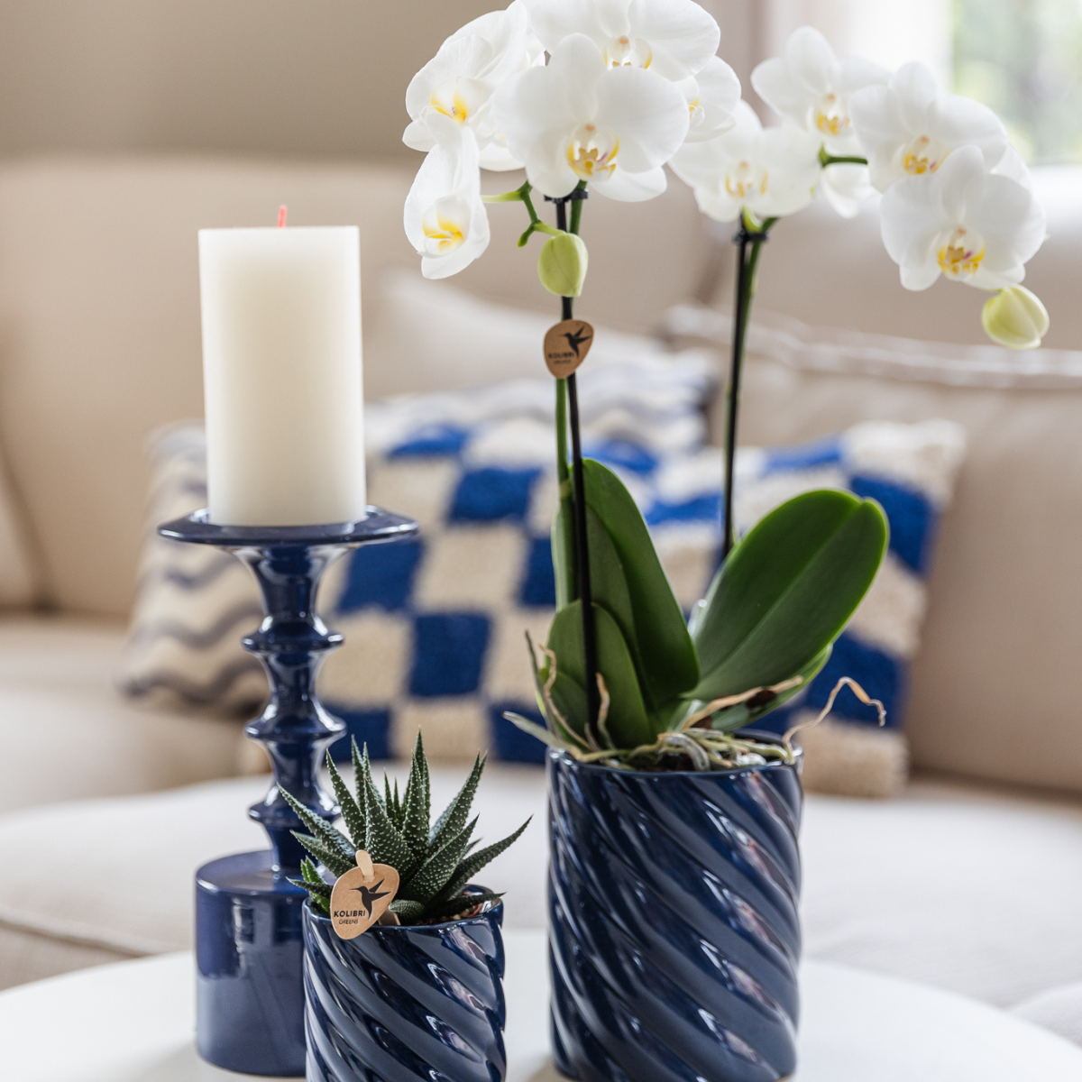 Set van witte orchidee Amabilis en succulent in Candy sierpotten blauw - potmaat Ø9cm & Ø6cm