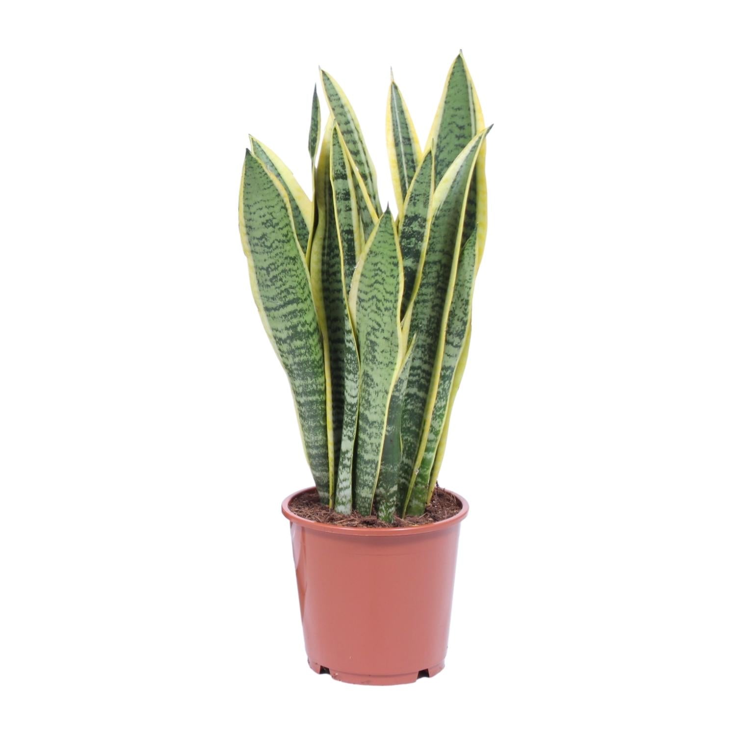 Vrouwentong - Sansevieria Trifasciata Laurentii