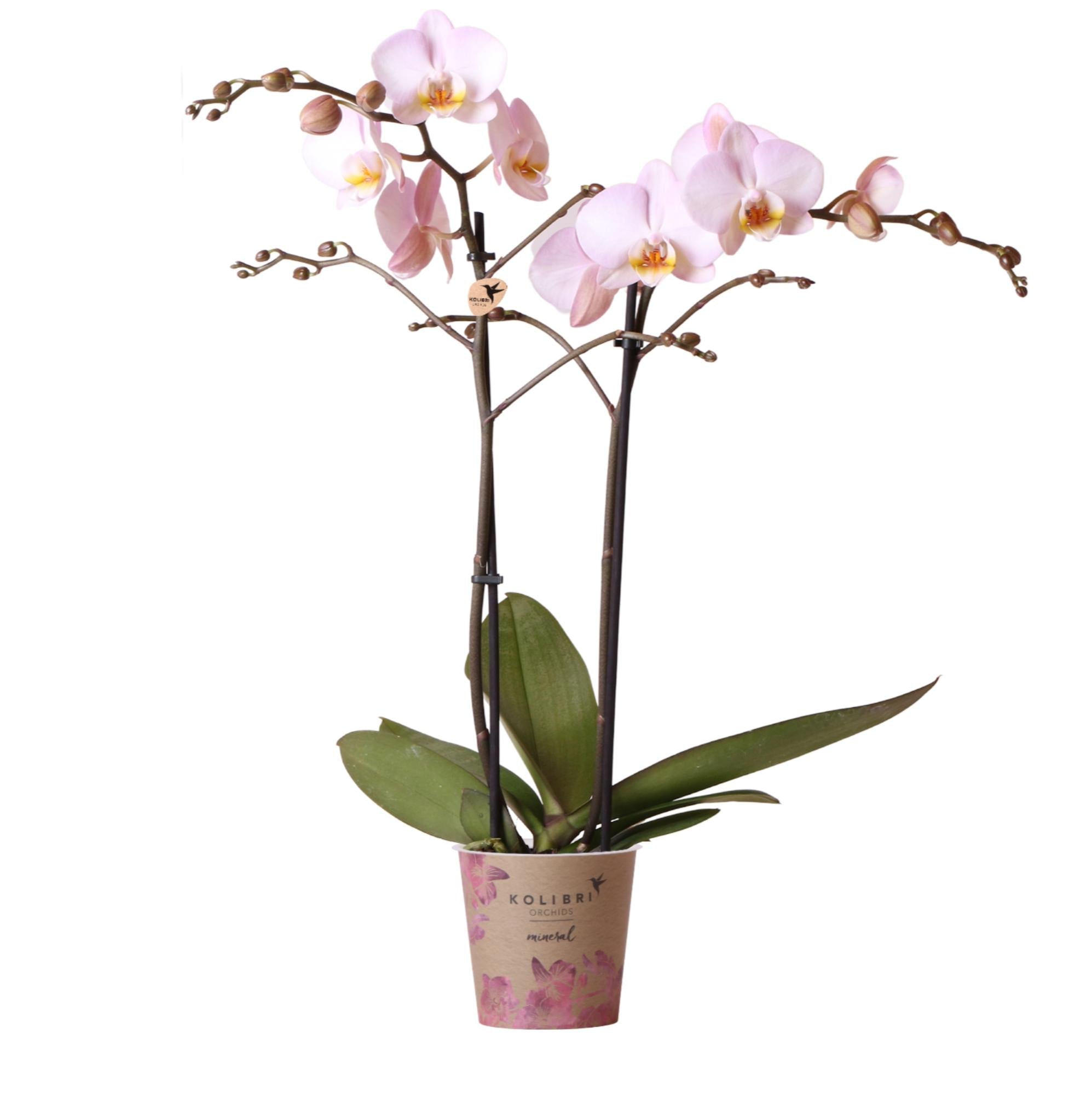 Roze Phalaenopsis Orchidee - Mineral Kikion - Ø12cm