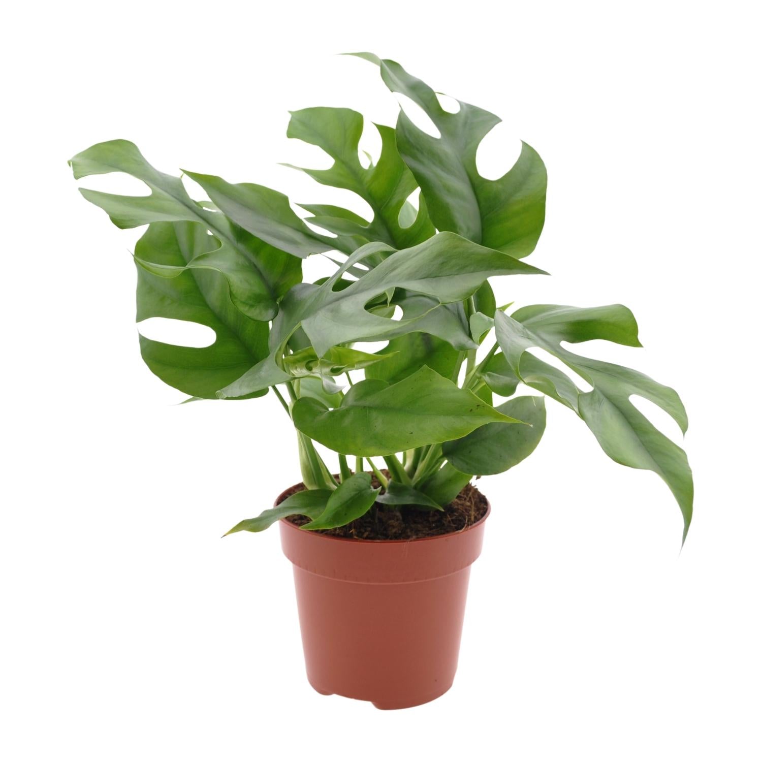 Gatenplant - Monstera Minima - Ø12cm - ↕25cm
