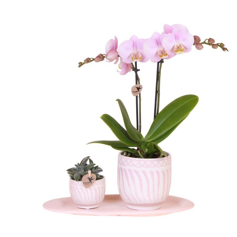 Cadeau set Granada roze | Groene plant met roze Phalaenopsis orchidee in Granada sierpotten op roze organisch dienblad