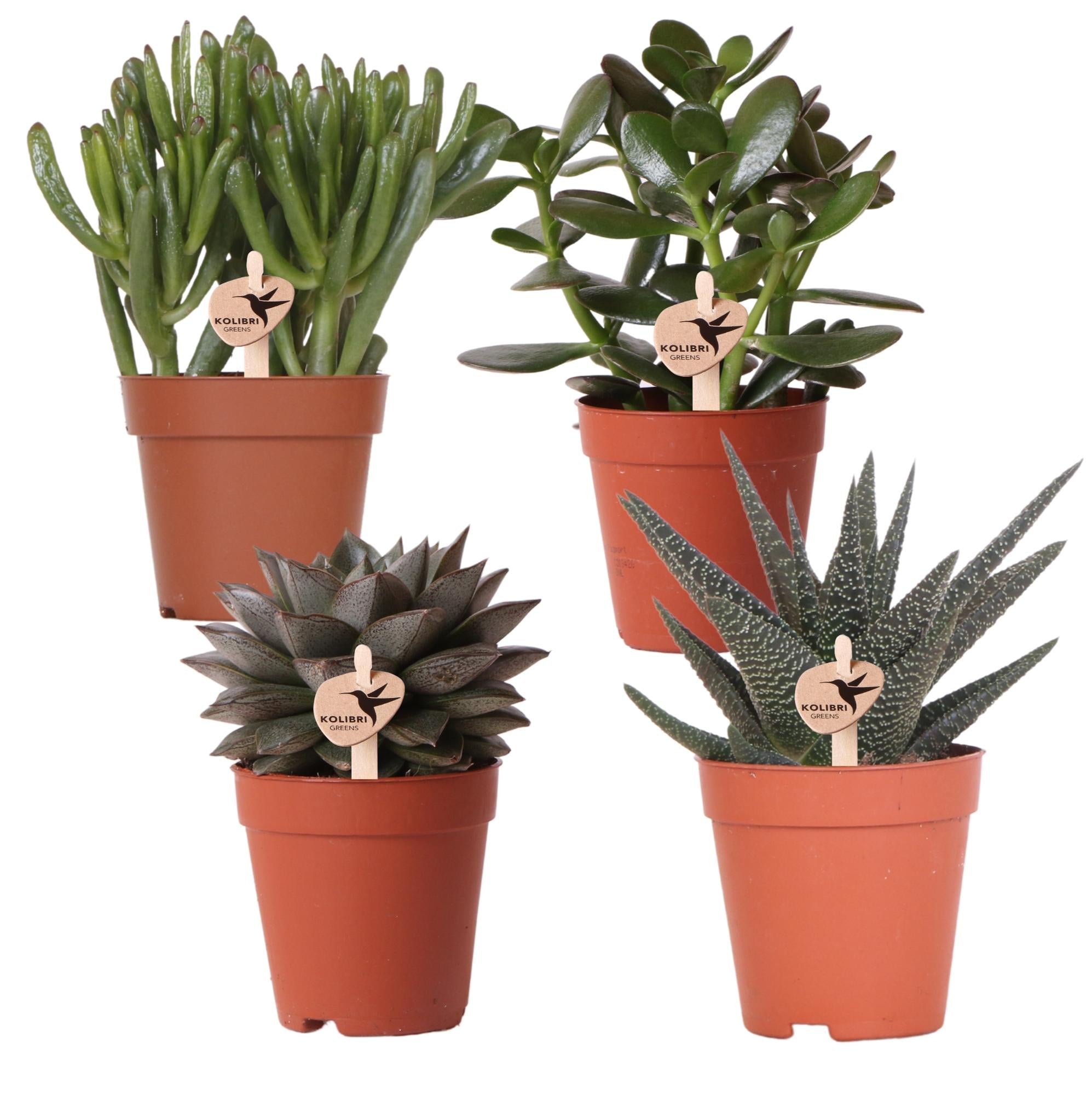 Set van 4 succulenten - Ø9cm