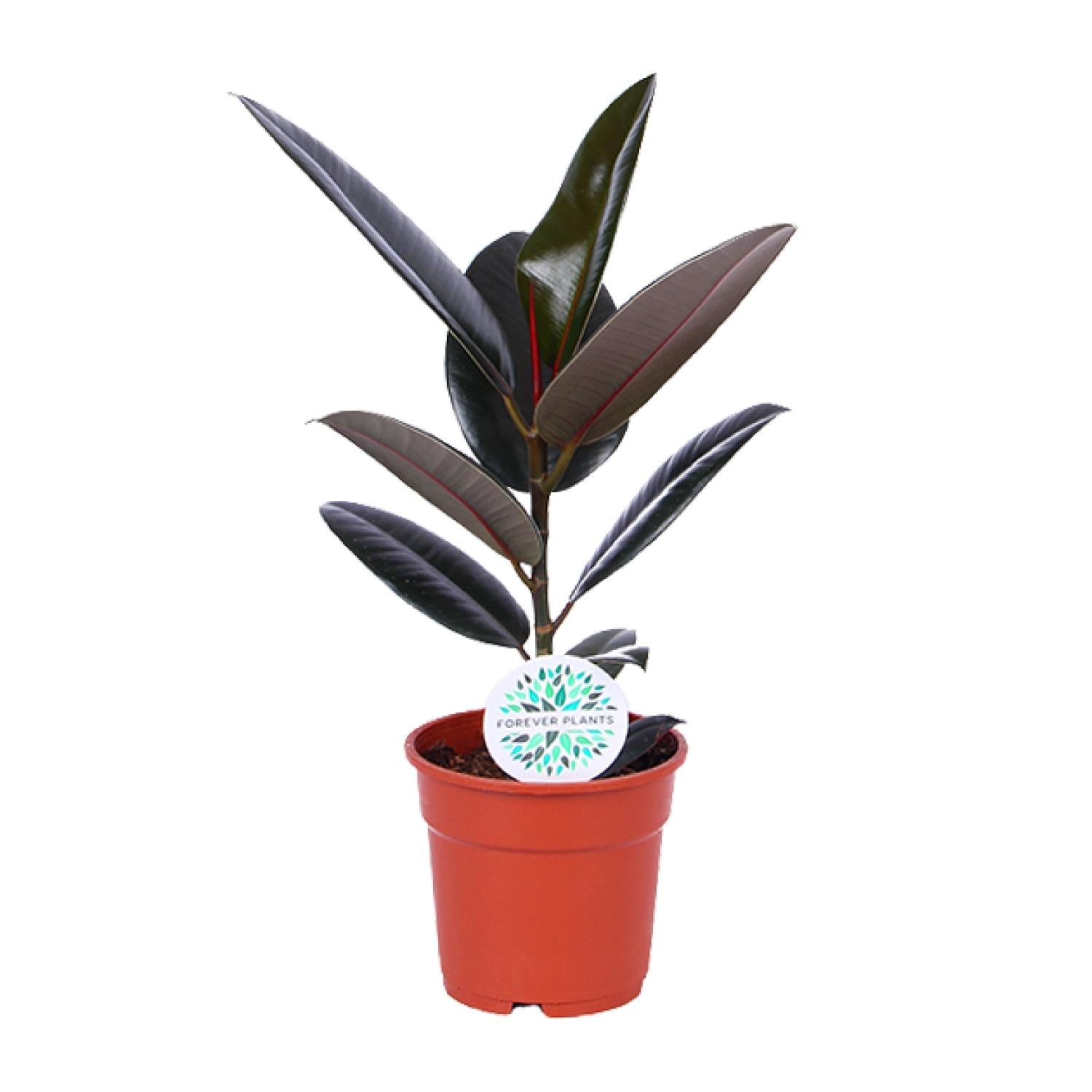 Rubberboom - Ficus Elastica Abidjan - Ø17cm - ↕55cm