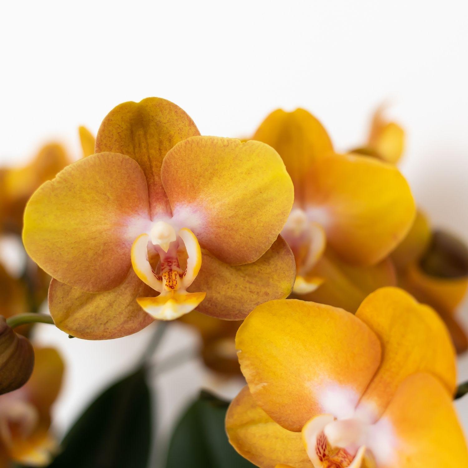 Oranje gouden Phalaenopsis orchidee - Jewel Las Vegas - Ø12cm