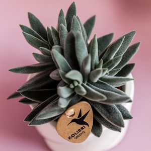 Everspring groene succulent plant in witte pot met Kolibri Greens label tegen roze achtergrond