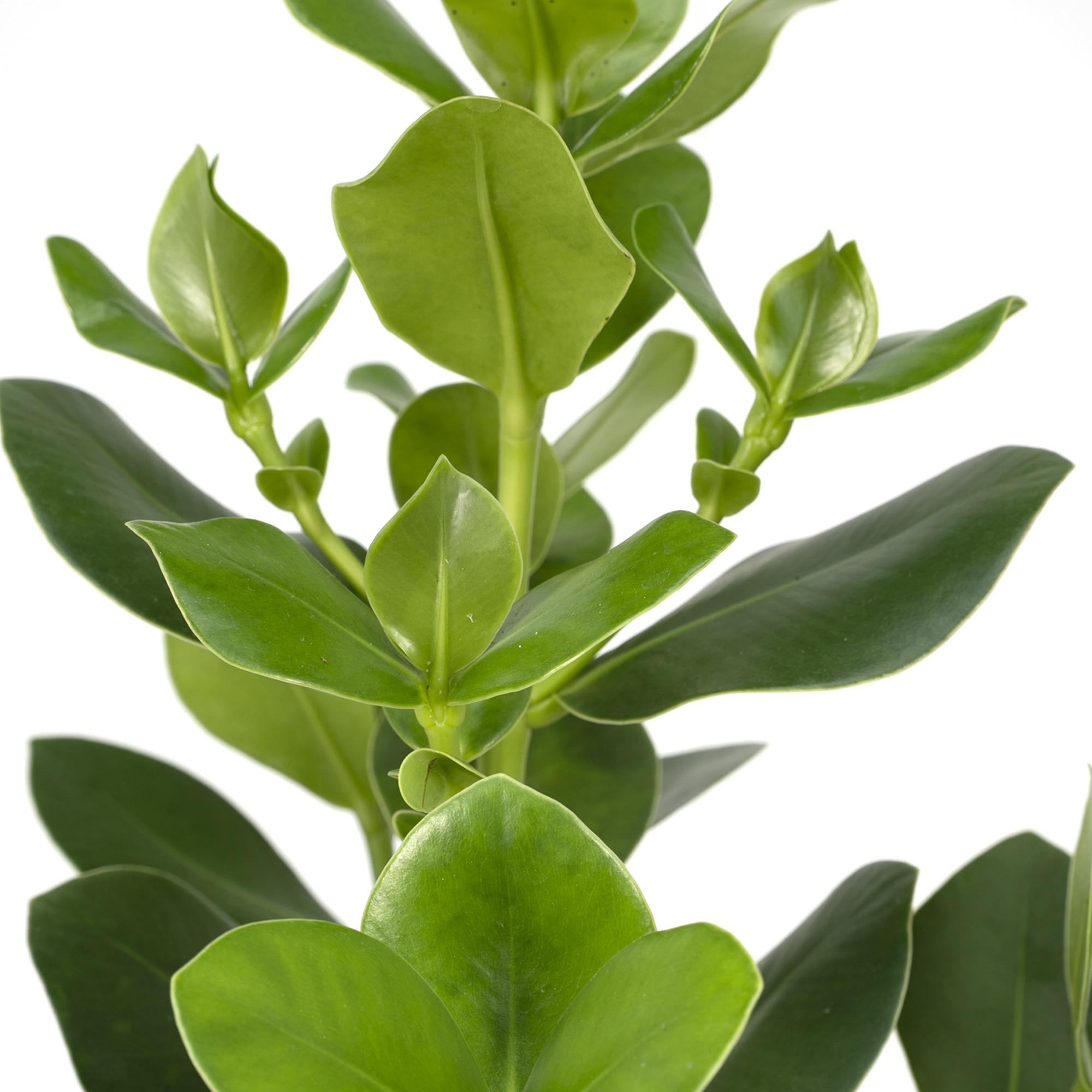 Varkensboom - Clusia Rosea Princess - Ø17cm - ↕60cm