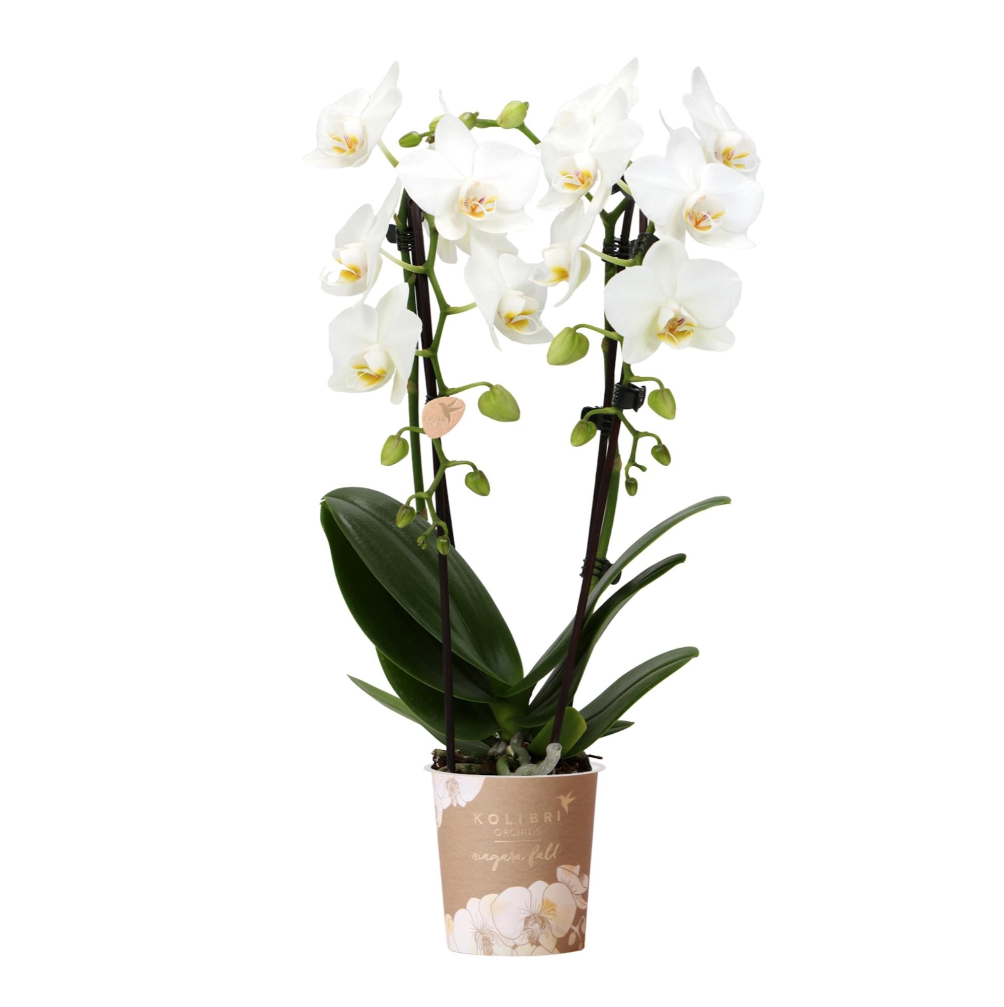 Witte Phalaenopsis Orchidee - Niagara Fall - Ø9cm