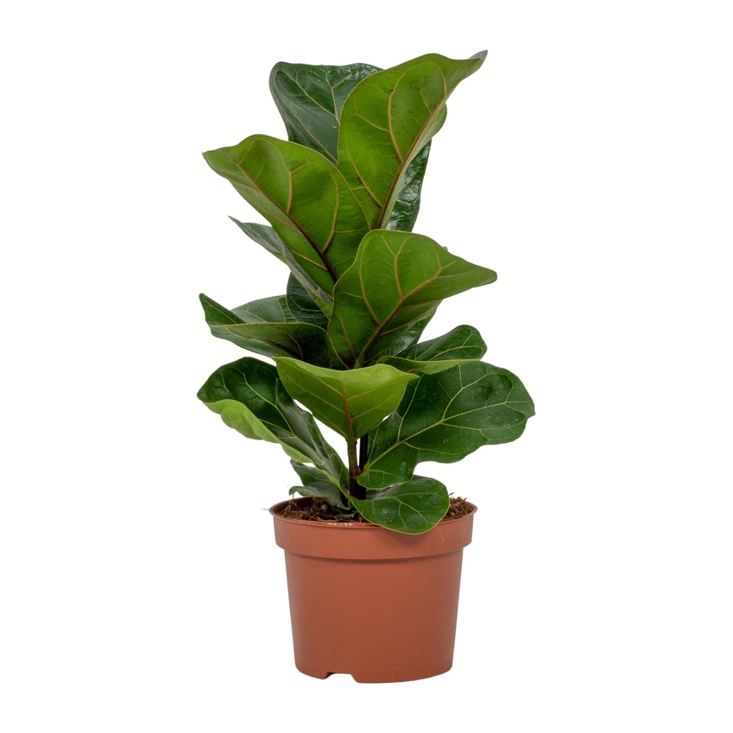 Vioolbladplant - Ficus Lyrata