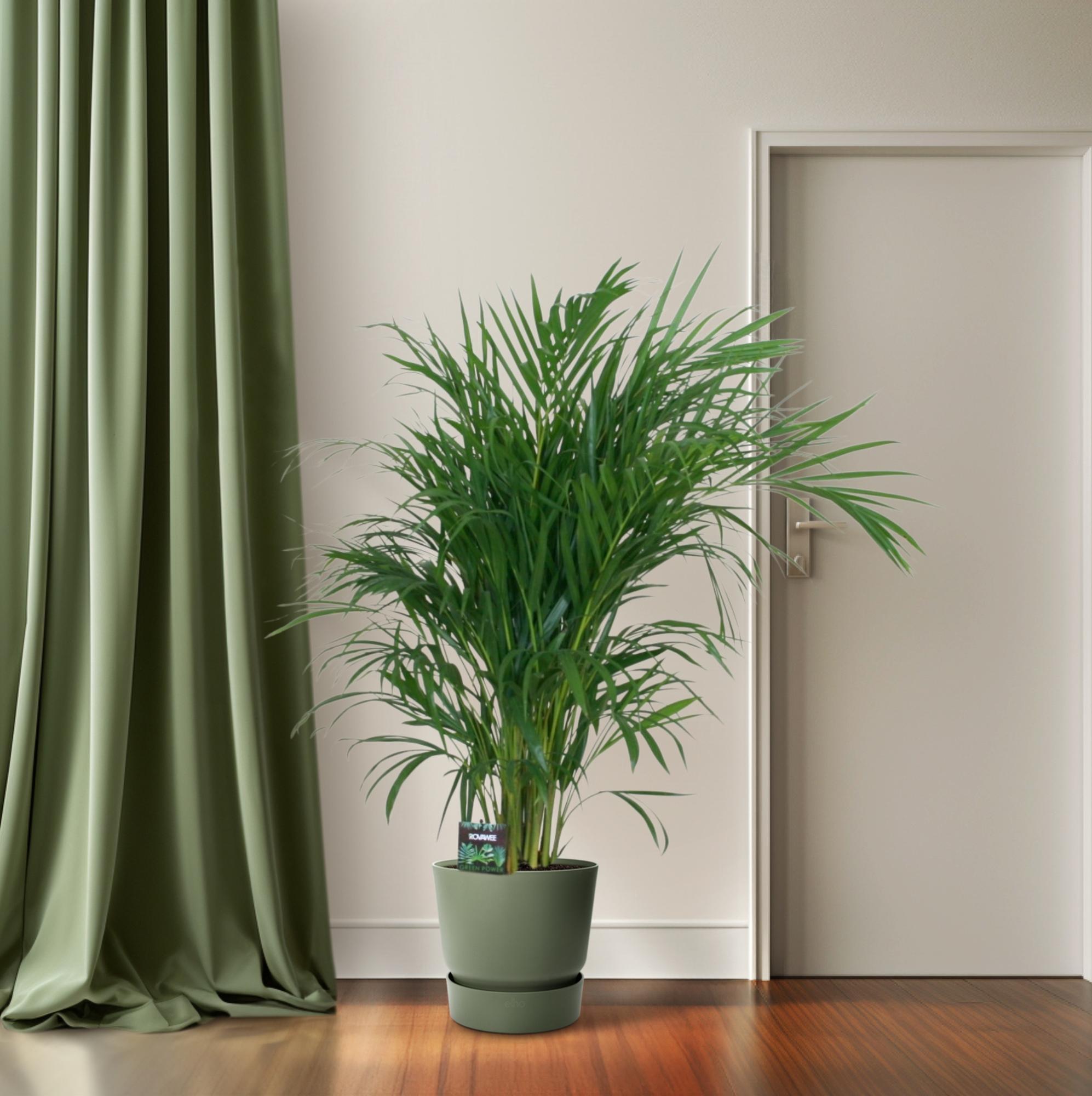 Bamboe palm - Dypsis Lutescens - Ø19cm - ↕100cm