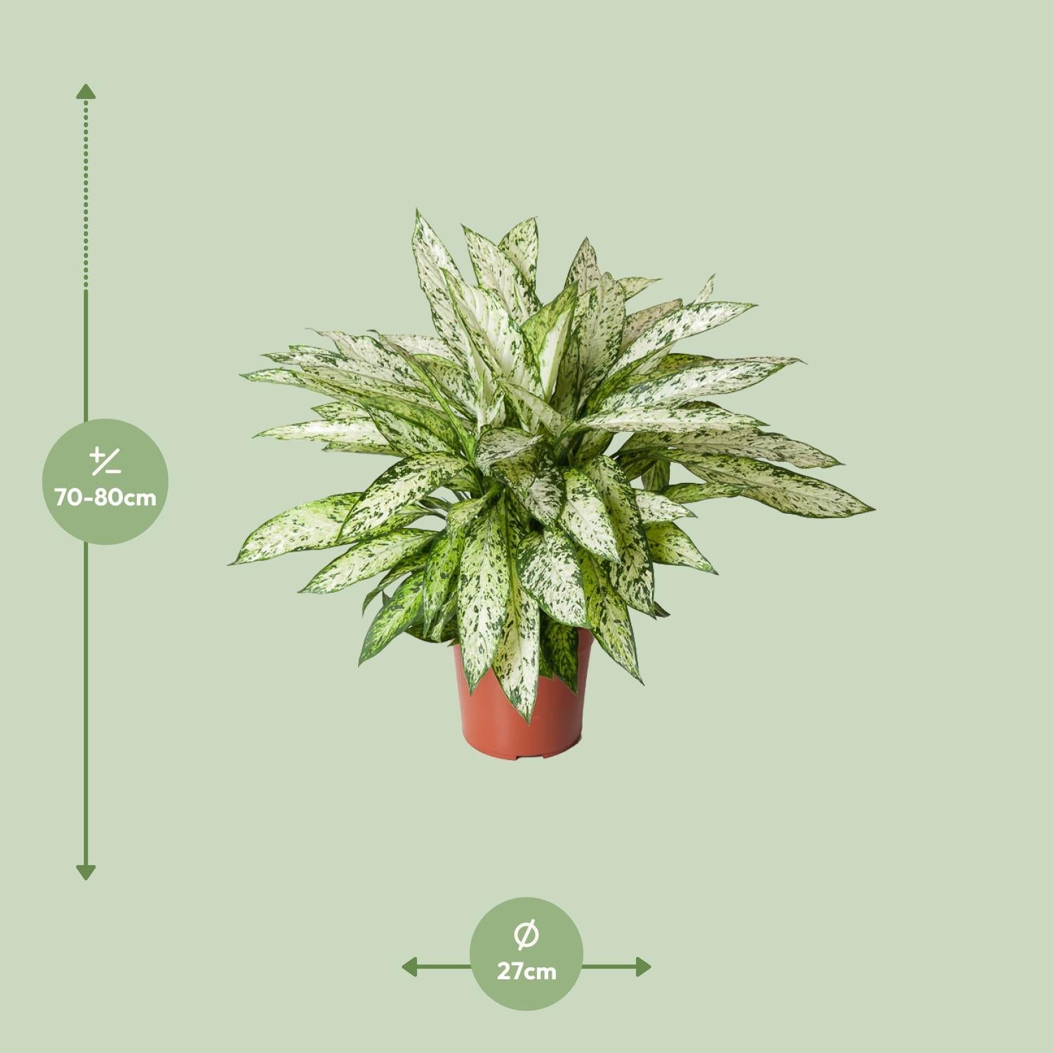 Dief van Bagdad - Dieffenbachia Vesuvius - Ø27cm - ↕80cm