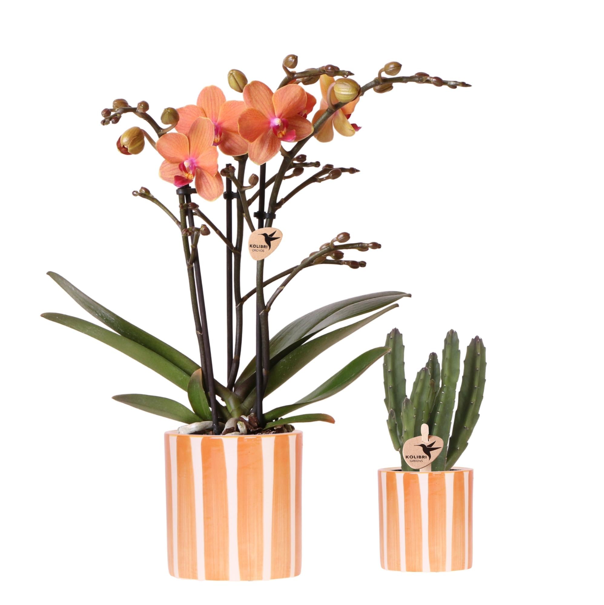Set van Oranje Phalaenopsis Orchidee Bolzano en Succulent incl. keramieken sierpotten Stripe Oranje