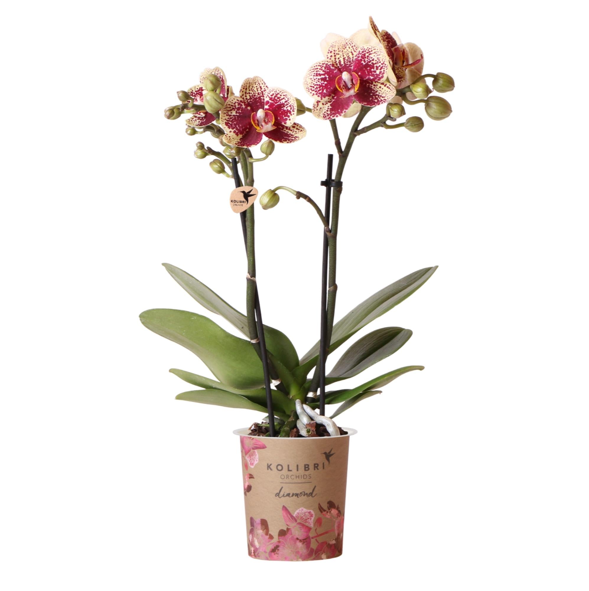 Geel rode Phalaenopsis Orchidee - Spanje - Ø9cm