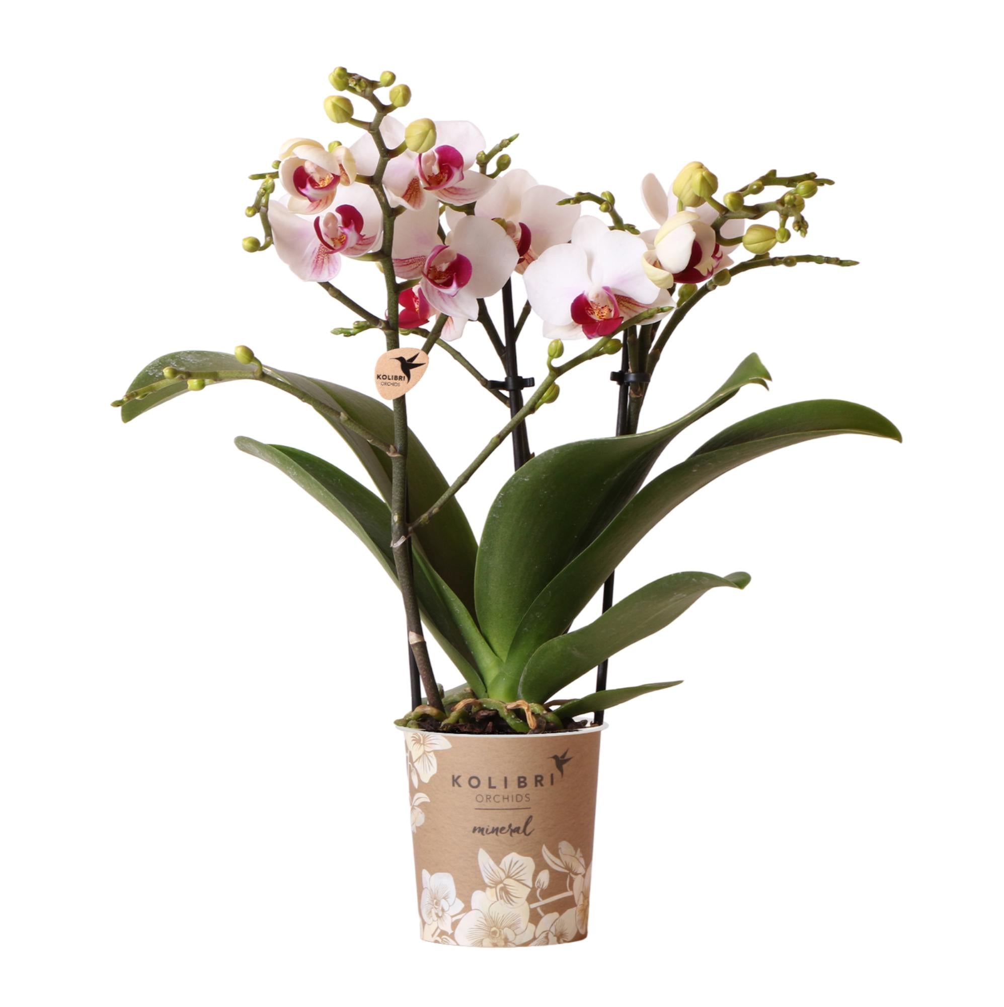 Witte Phalaenopsis Orchidee - Gibraltar - Ø9cm