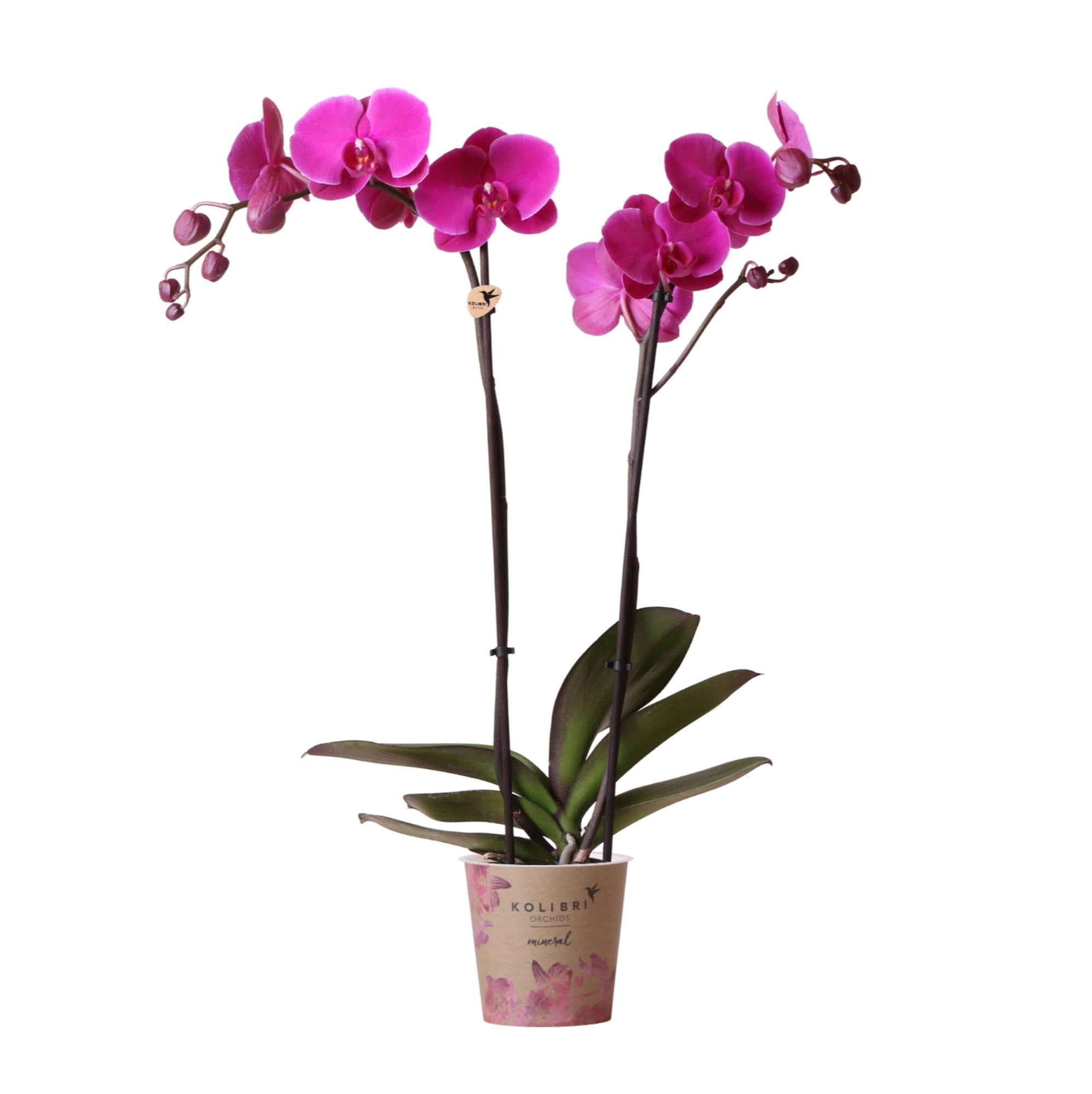 Paarse Phalaenopsis Orchidee - Mineral violet - Ø12cm