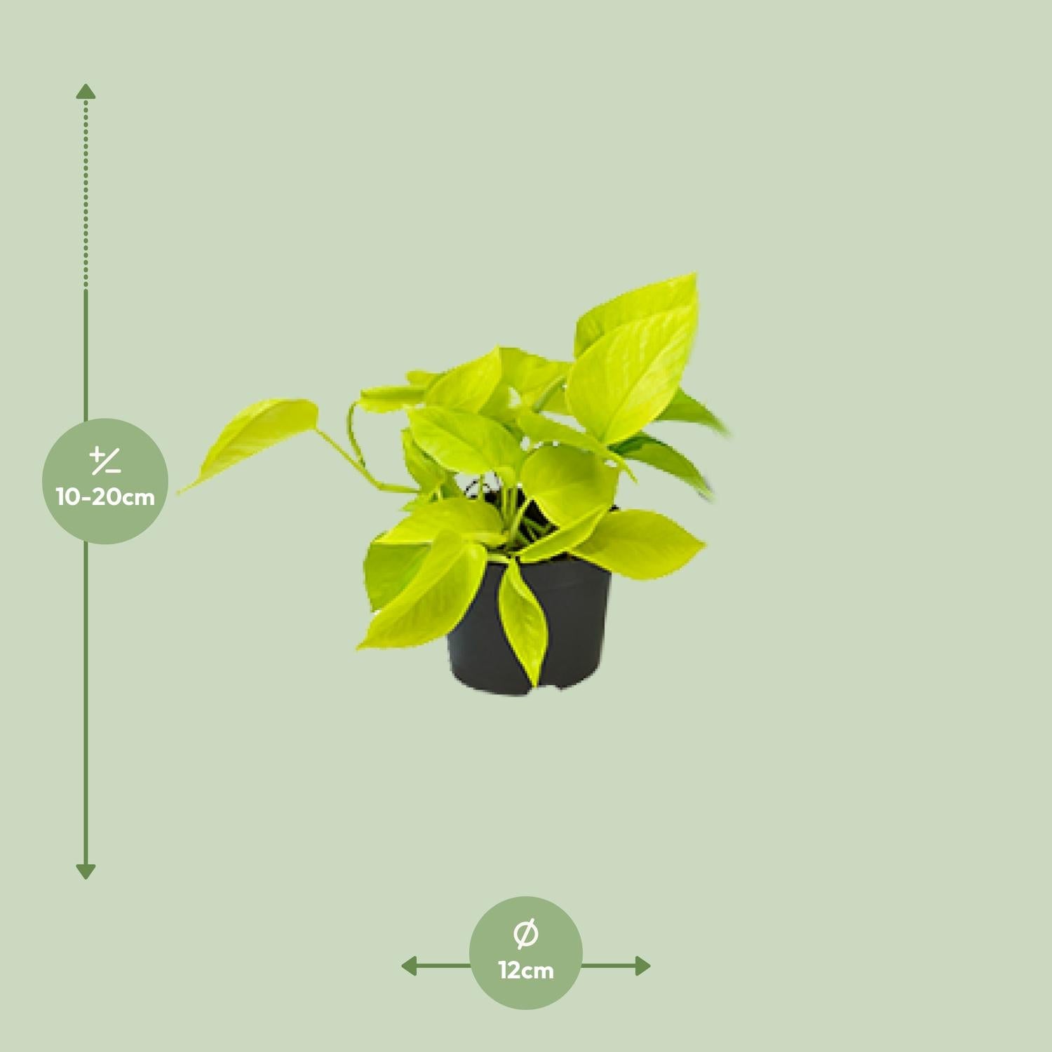 Drakenklimop - Epipremnum Golden Pothos - Ø12cm - ↕15cm