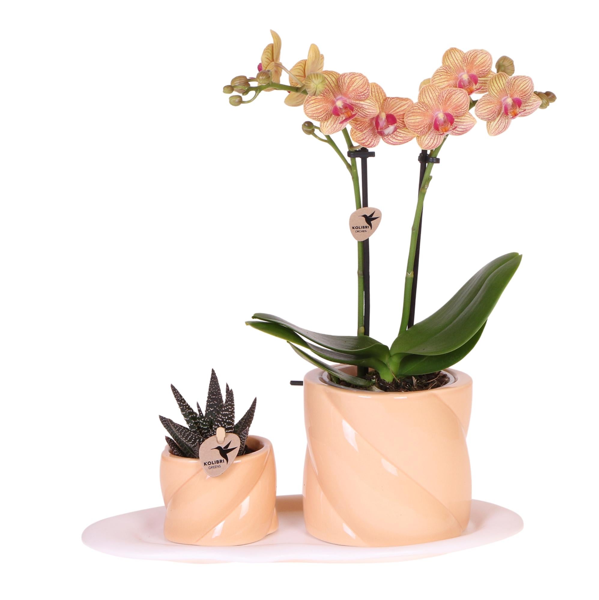 Cadeau set Optimism small peach | Groene plant met oranje Phalaenopsis orchidee in Candy sierpotten op wit organisch dienblad