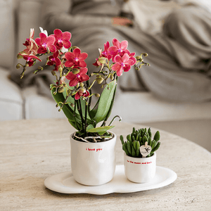 I love you sierpot Zeg het met een pot! De "I love you" pot is de perfecte manier om jouw liefde te laten bloeien – letterlijk en figuurlijk. Deze stijlvolle, glanzende keramieken pot is subtiel vormgegeven in zacht wit met een handgeschreven rood "i love