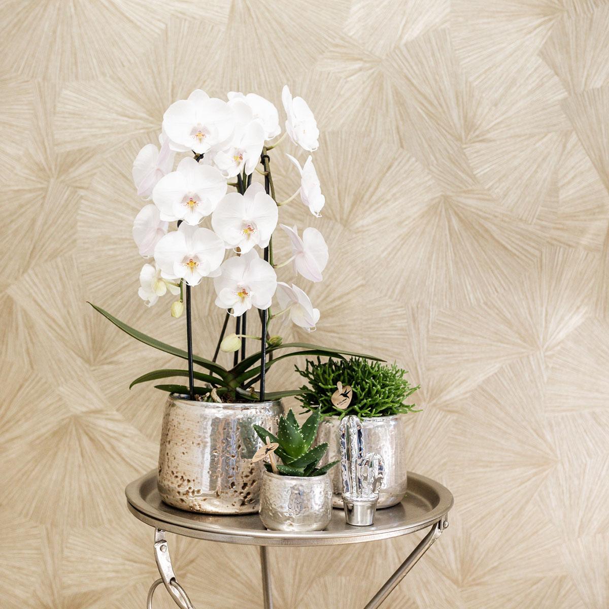 Witte Phalaenopsis Orchidee - Niagara Fall - Ø12cm