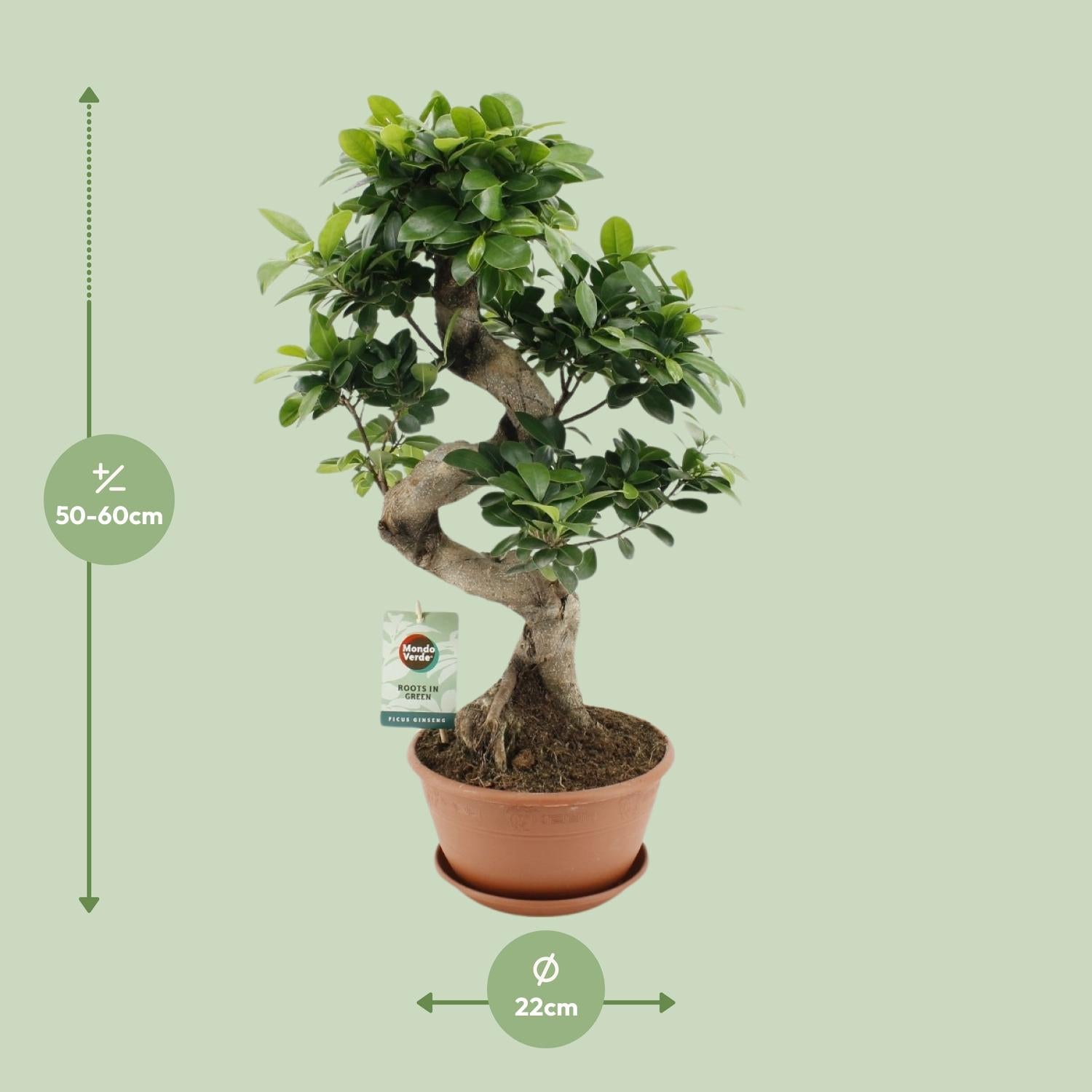 Vijgenboom - Ficus Ginseng