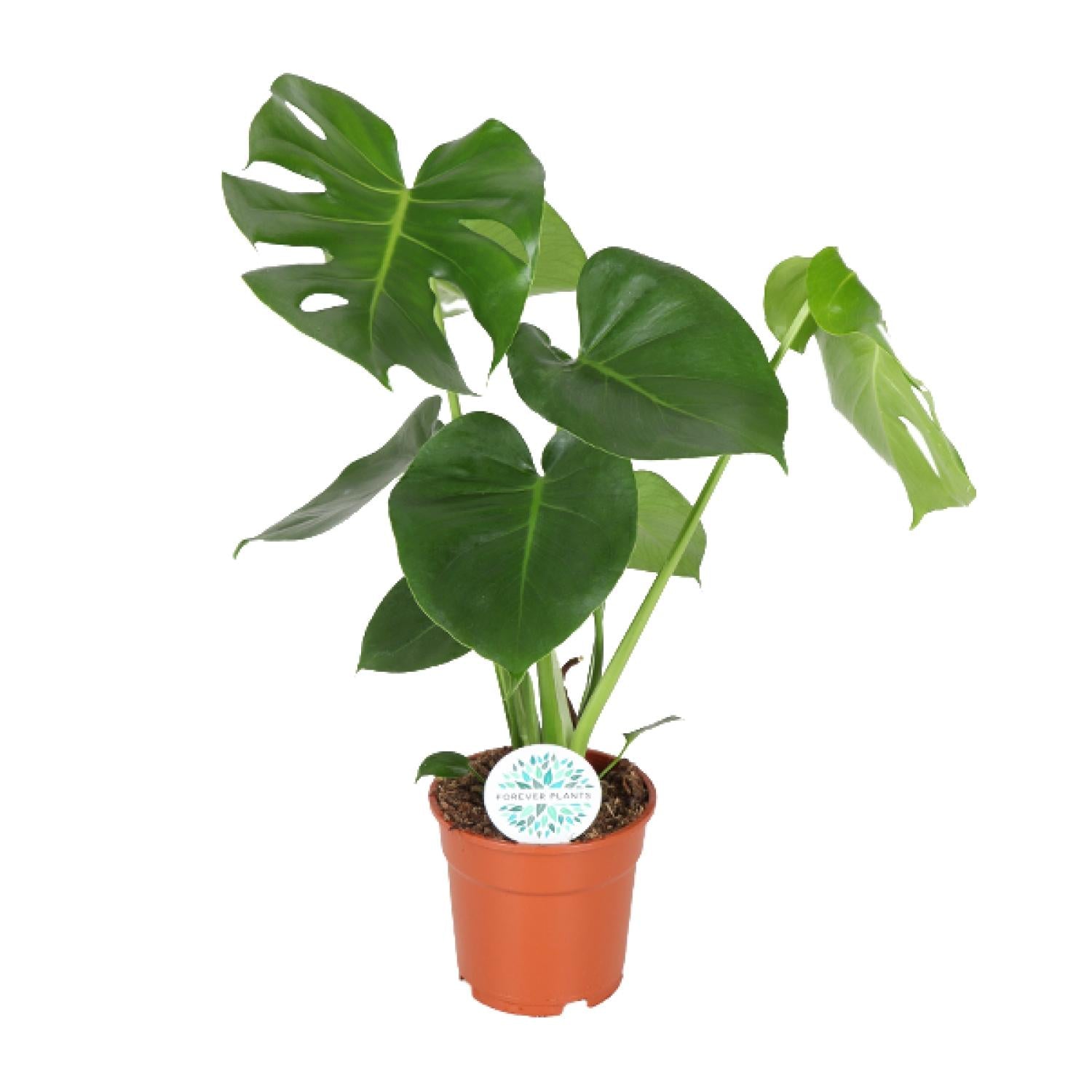 Gatenplant - Monstera Deliciosa