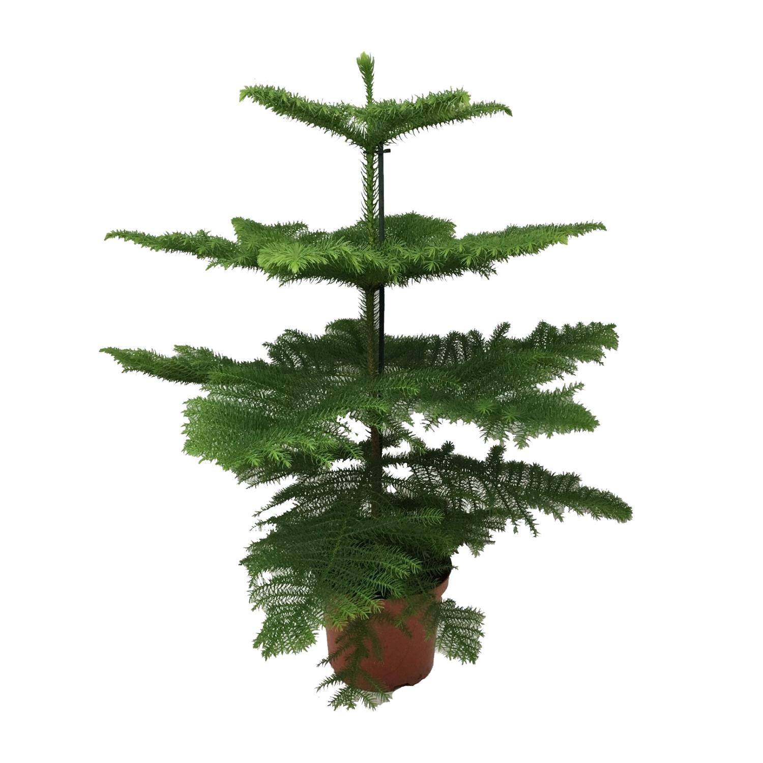 Tafelden - Araucaria Heterophylla - Ø21cm - ↕70cm