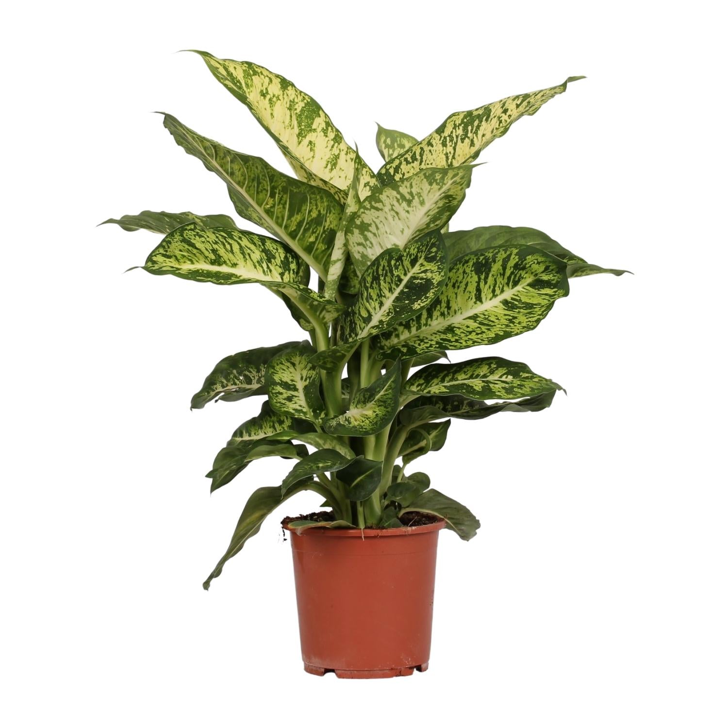 Dief van Bagdad - Dieffenbachia Mars - Ø17cm - ↕50cm