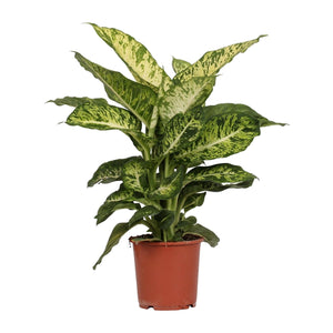 Dief van Bagdad - Dieffenbachia Mars - Ø17cm - ↕50cm Everspring