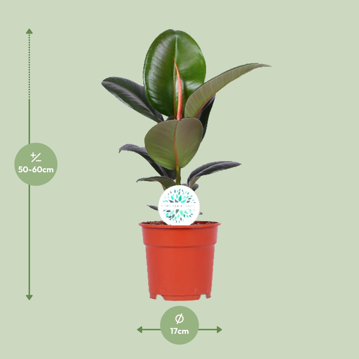 Rubberboom - Ficus Elastica Robusta - Ø17cm - ↕55cm