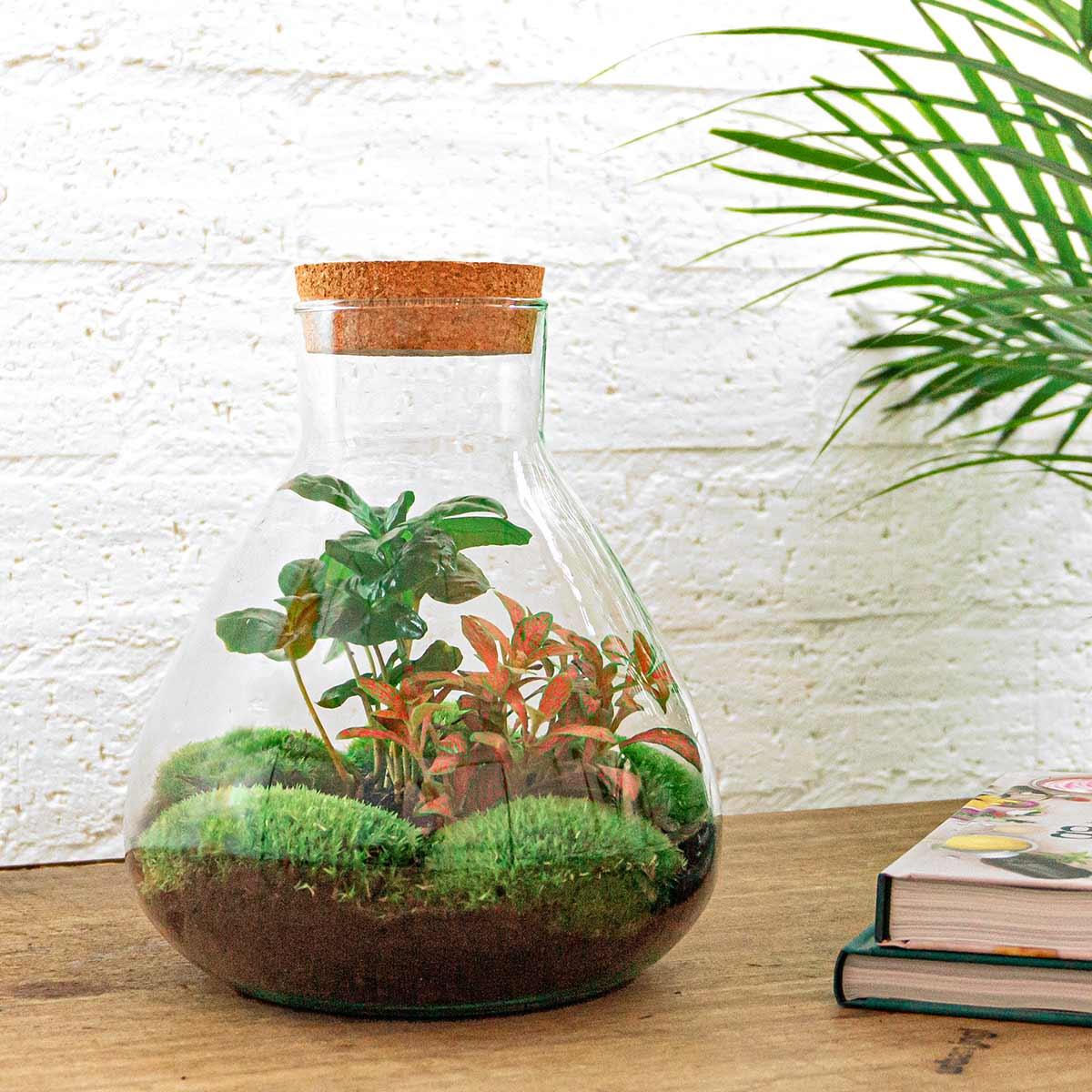 DIY terrarium - Sammie Koffieplant - ↕ 27 cm