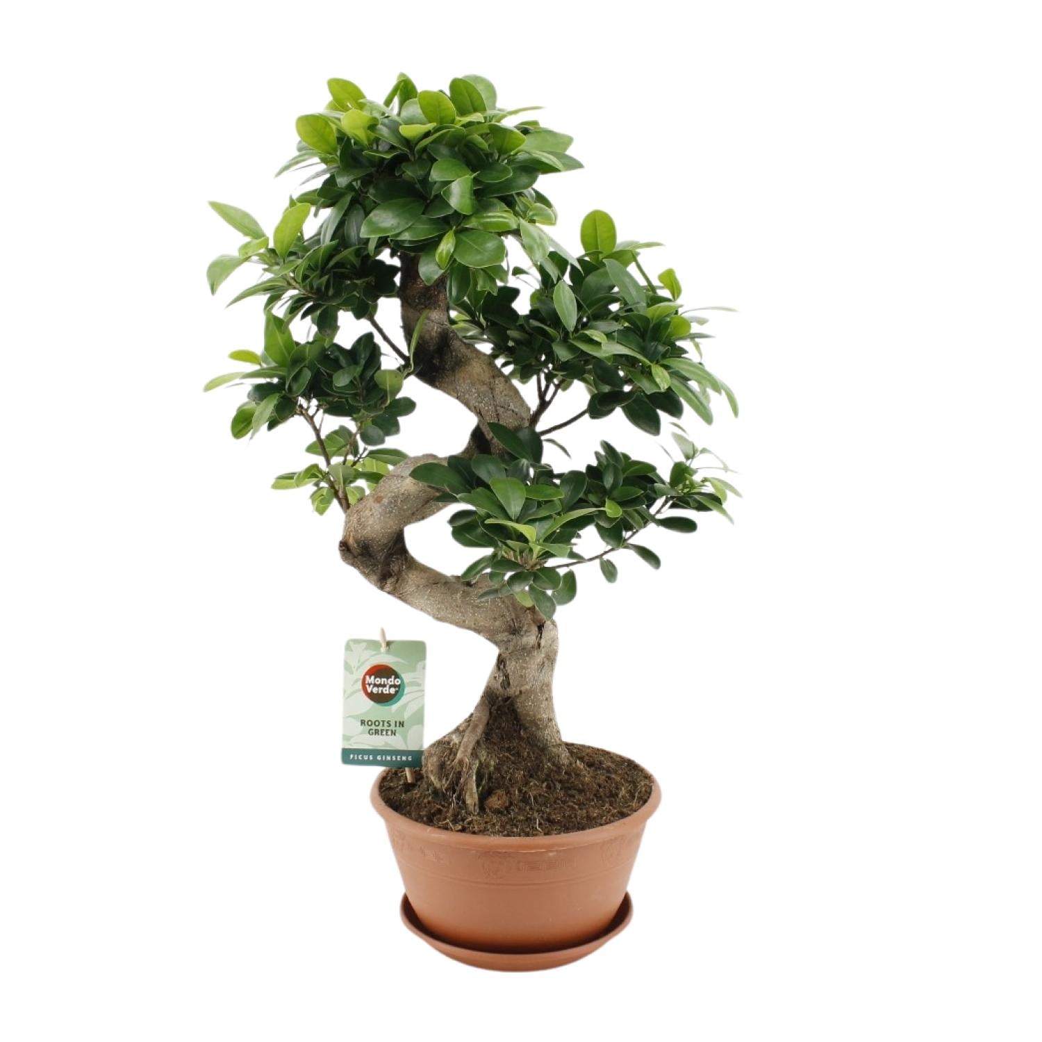 Vijgenboom - Ficus Ginseng