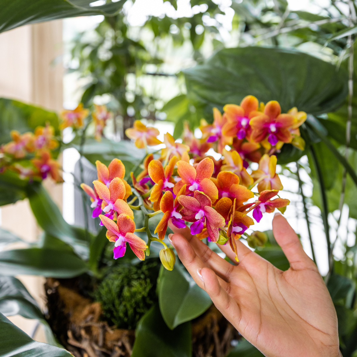 Oranje Phalaenopsis Orchidee - Geurend - Ø12cm
