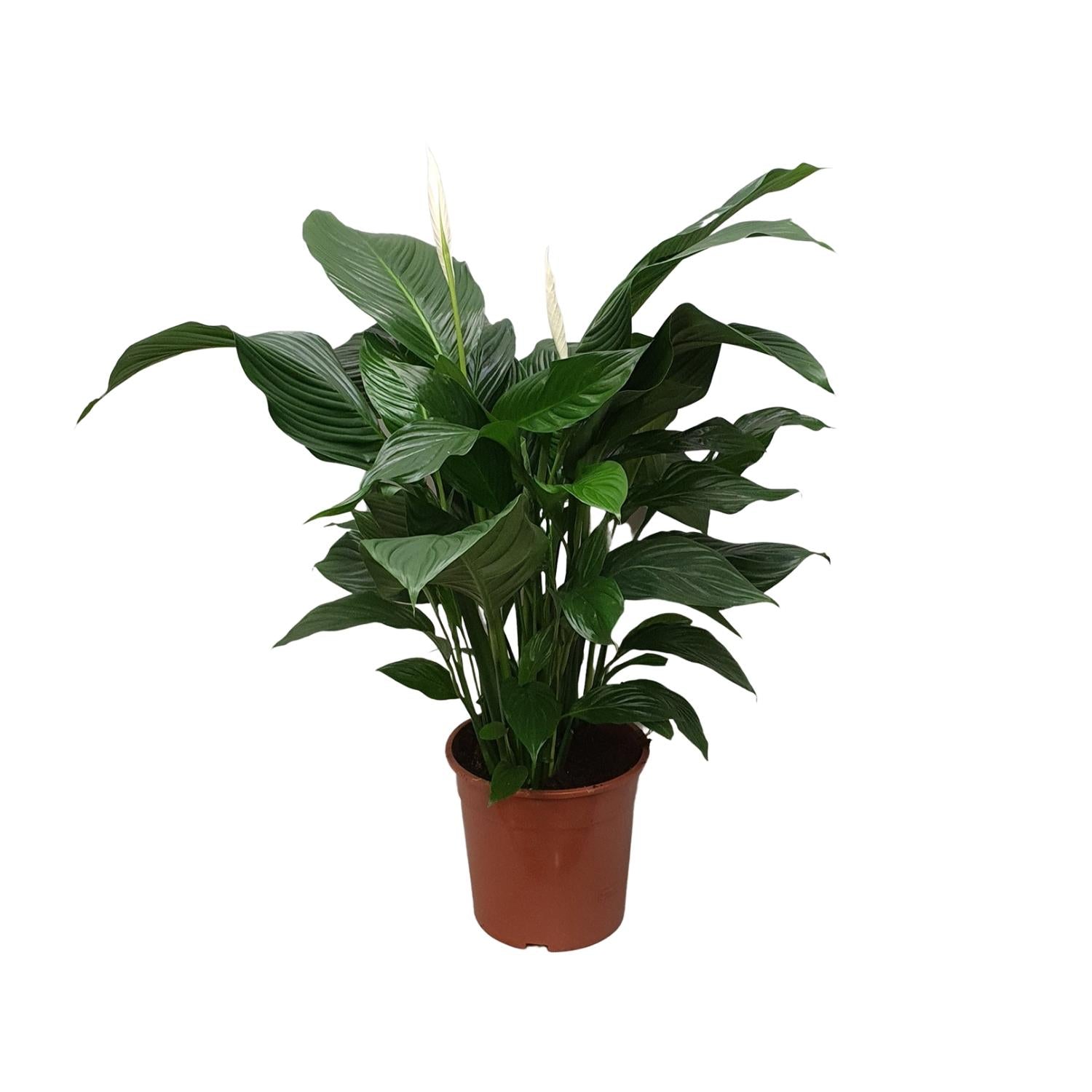 Vredeslelie - Spathiphyllum Sweet Silvana - Ø24cm - ↕80cm
