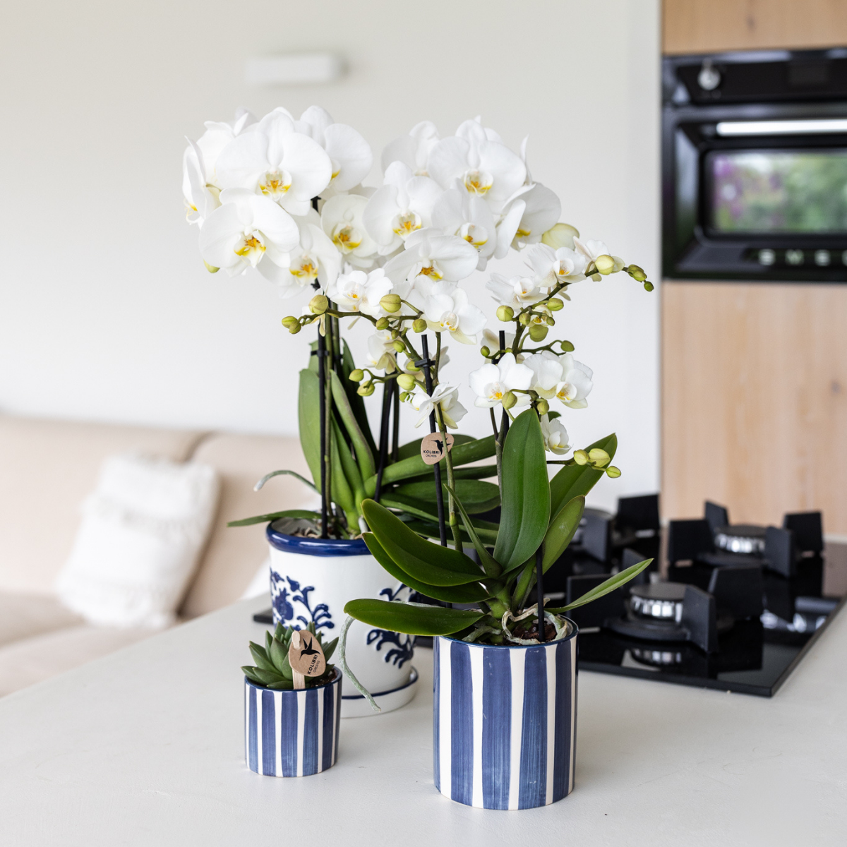 Painted Stripe sierpot - Blauw
