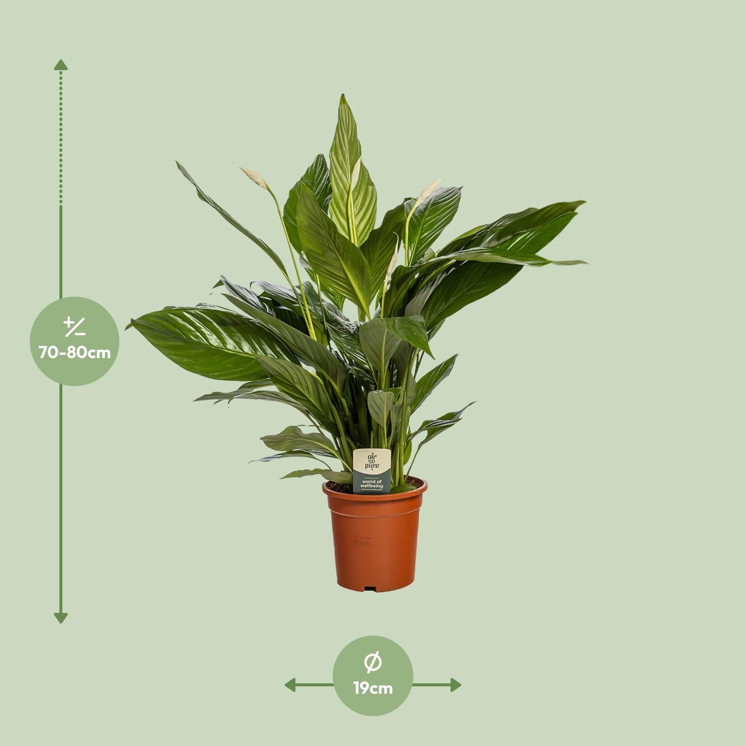 Vredeslelie - Spathiphyllum Bingo Cupido
