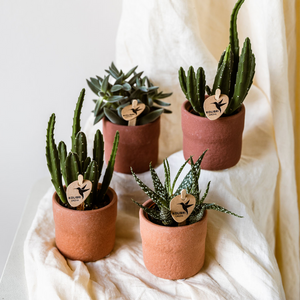 Rustic sierpot - Terra Everspring