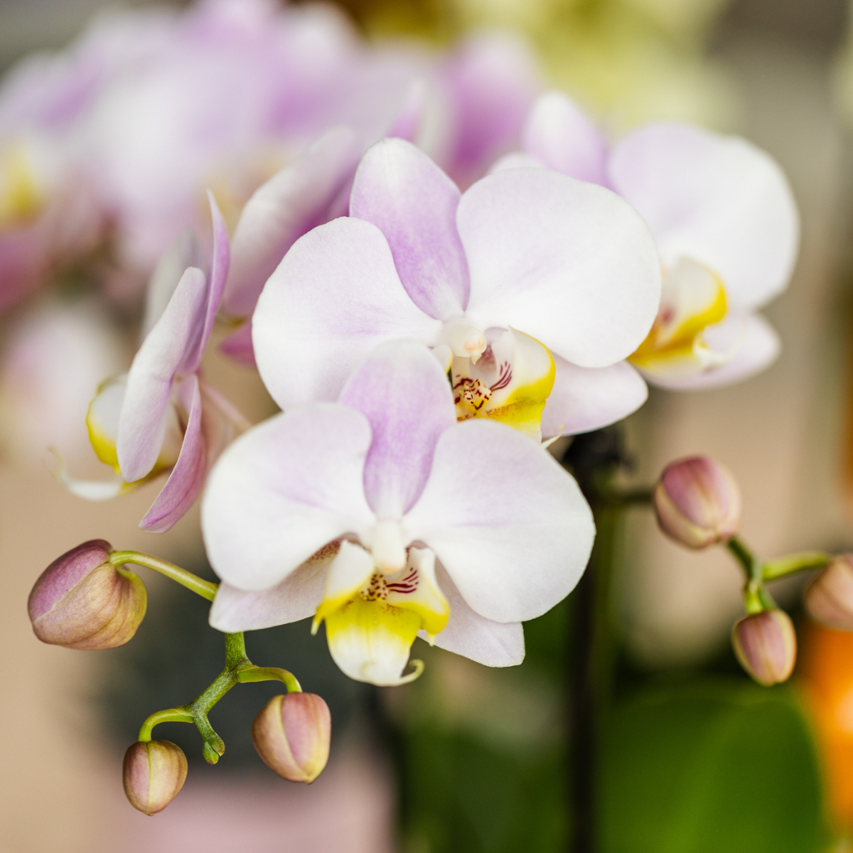 Roze Phalaenopsis Orchidee - Portugal - Ø9cm