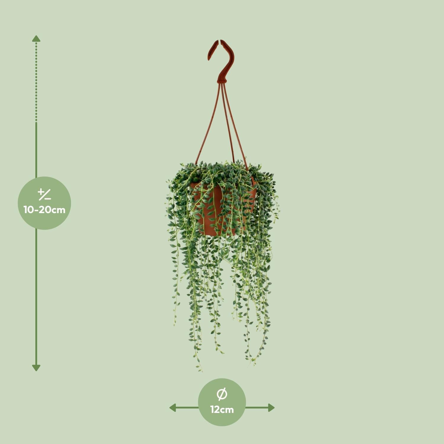 Erwtenplant - Senecio Herreianus - Ø12cm - ↕20cm