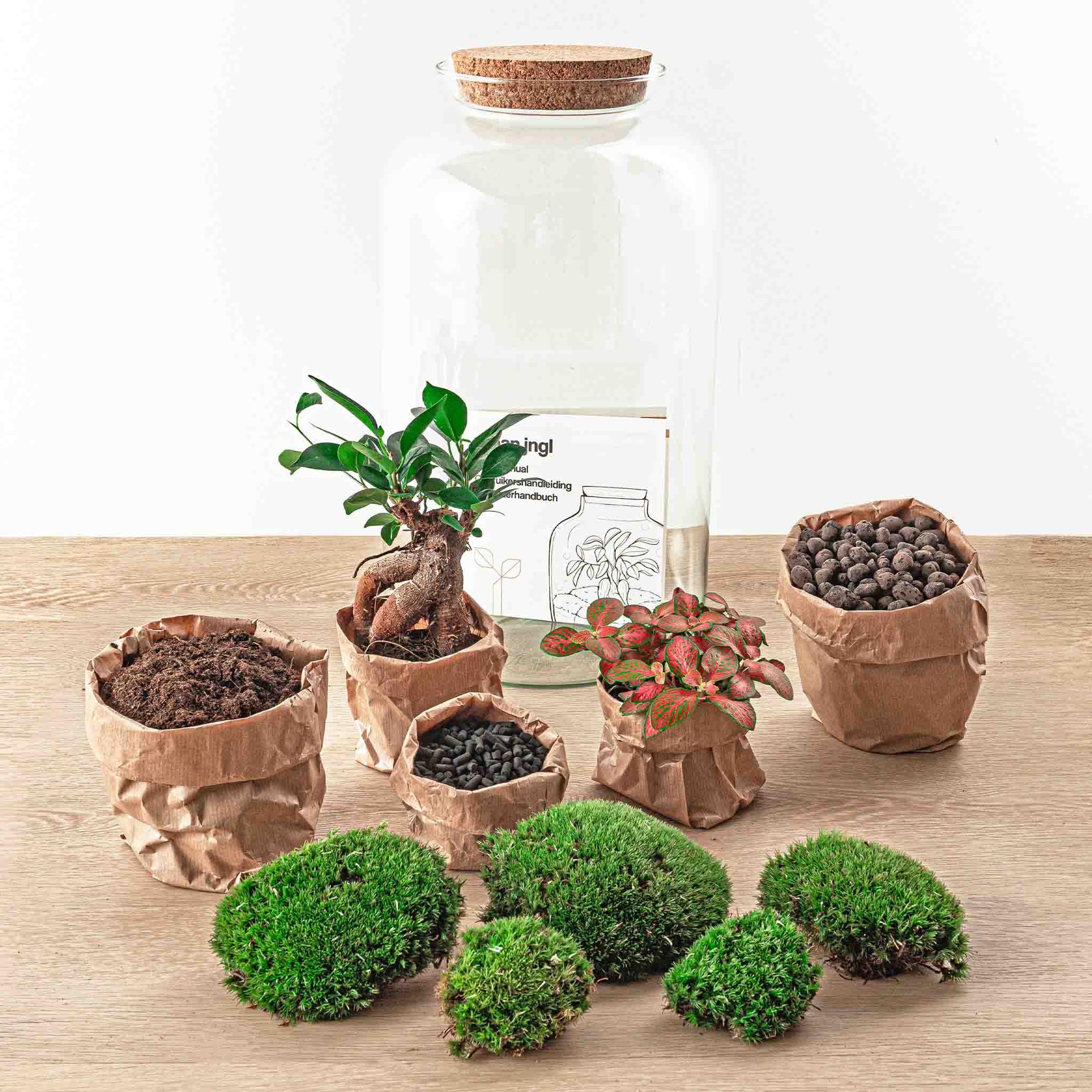 DIY terrarium - Sven Bonsai - ↕ 43 cm - Normal Everspring