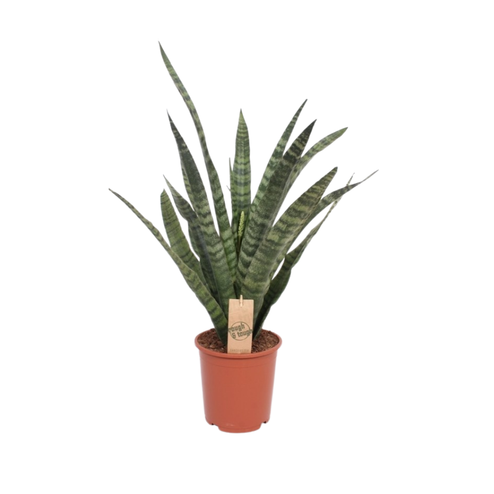 Vrouwentong - Sansevieria Diamond Green