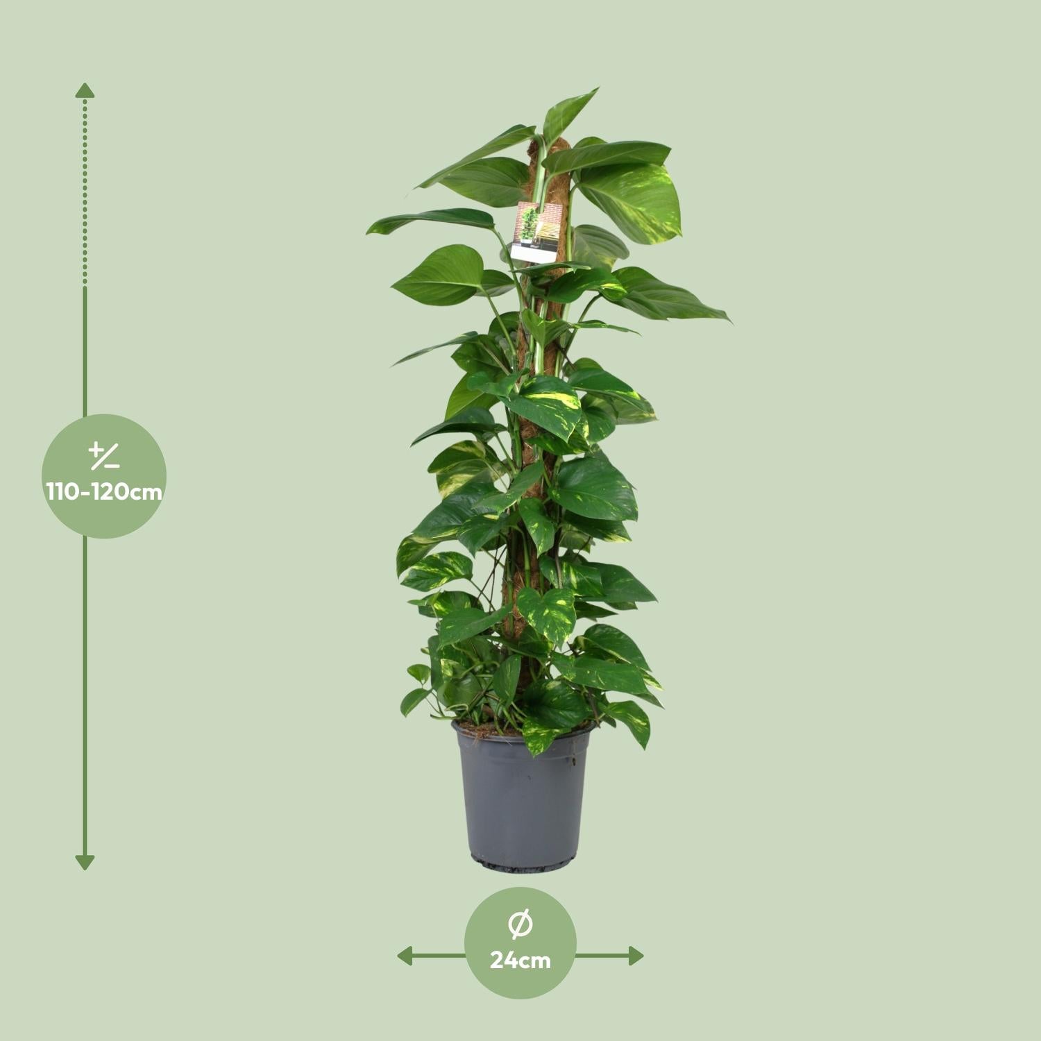 Drakenklimop - Scindapsus Epipremnum - Ø24cm - ↕120cm