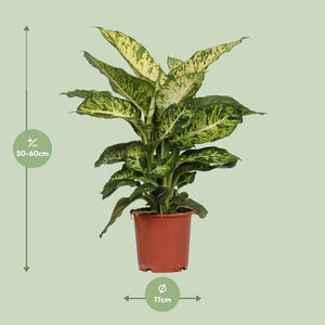 Dief van Bagdad - Dieffenbachia Mars - Ø17cm - ↕50cm Everspring