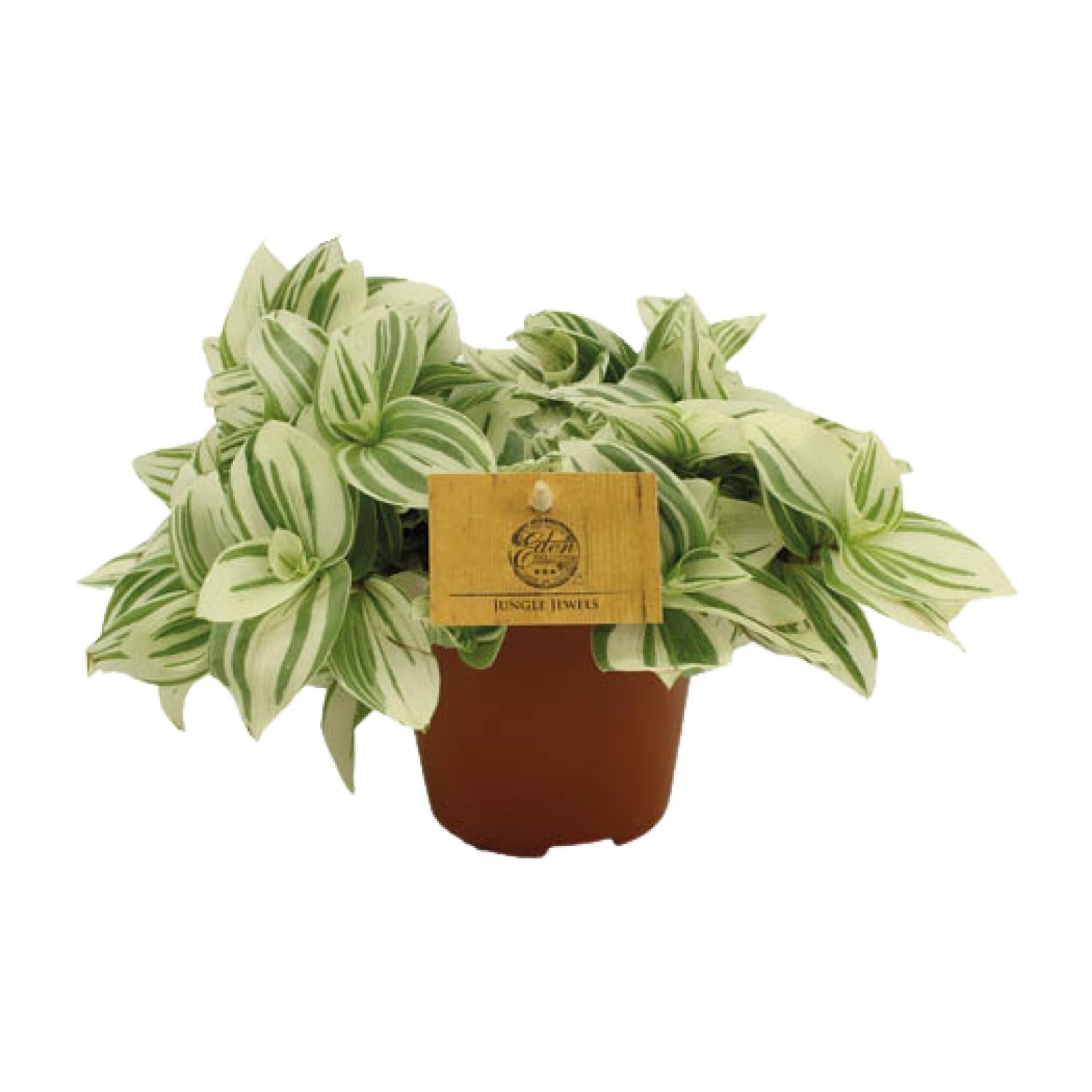 Vaderplant - Tradescantia Brightness - Ø12 cm - ↕20 cm