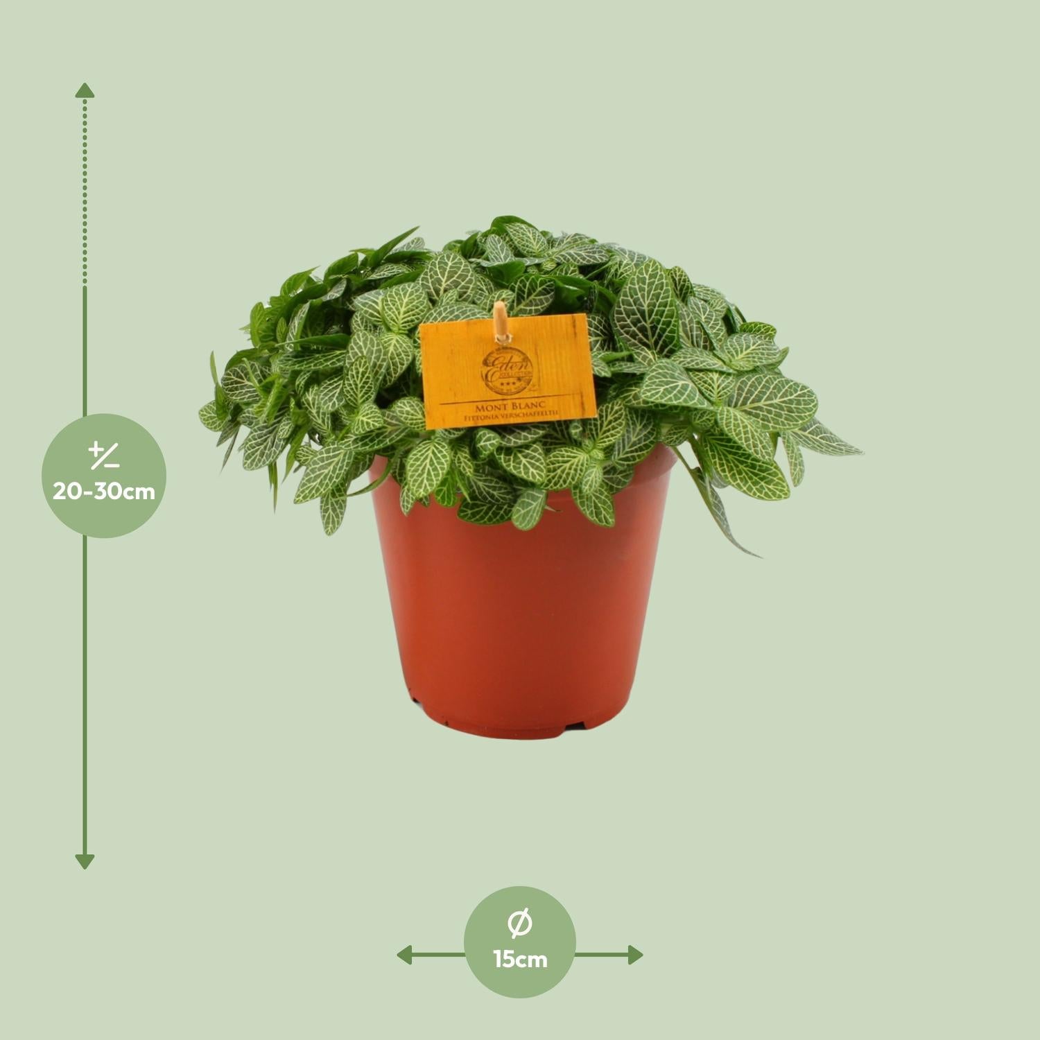 Mozaïekplantje - Fittonia Verschaffeltii