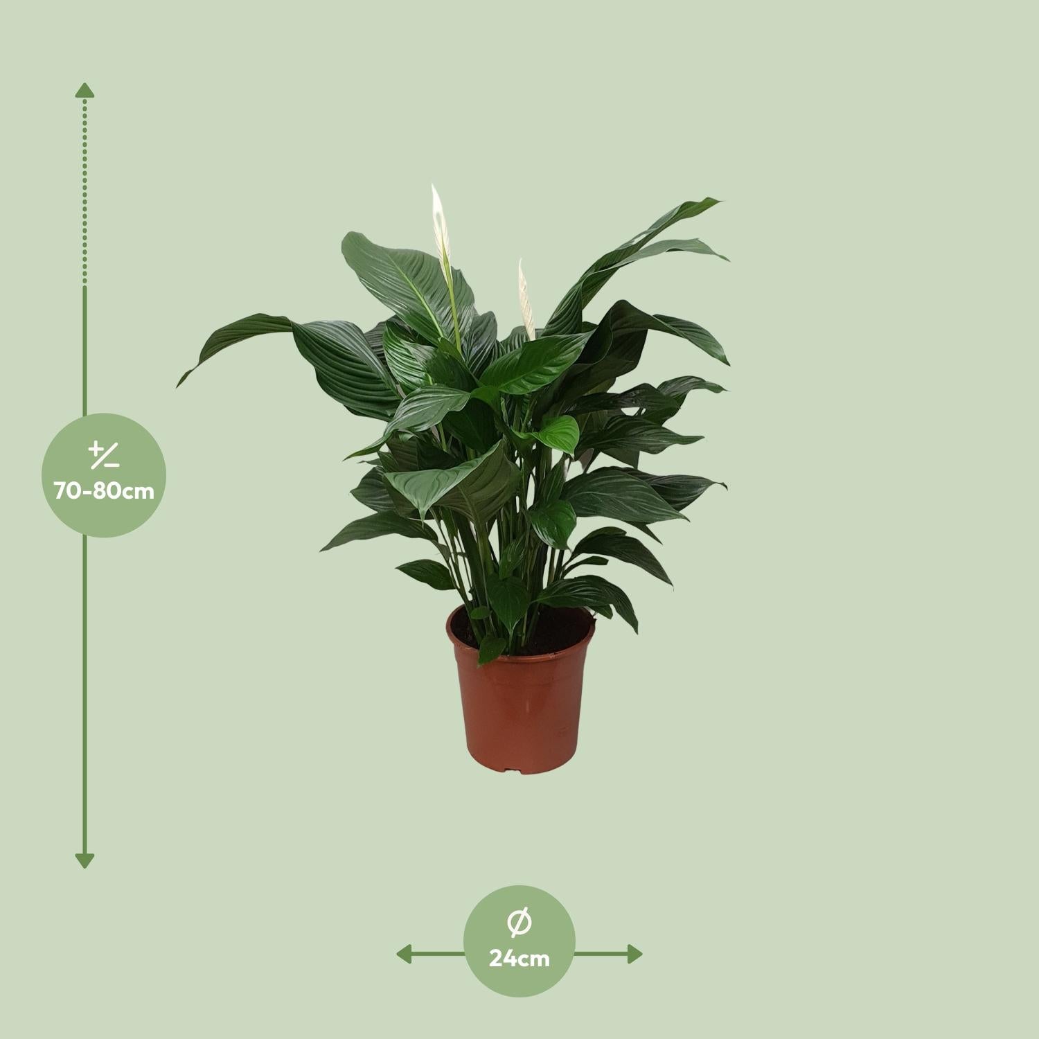Vredeslelie - Spathiphyllum Sweet Silvana - Ø24cm - ↕80cm