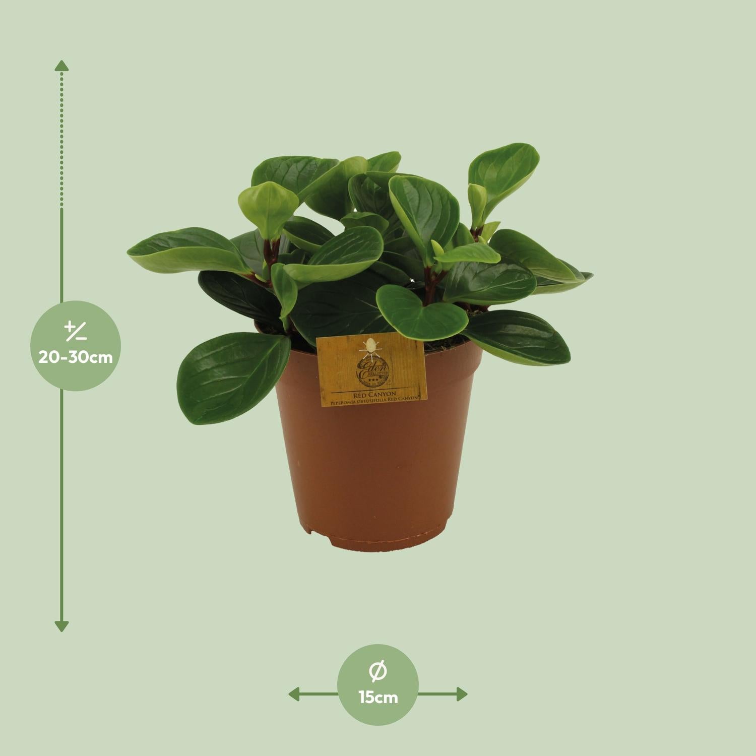 Dwergpeper - Peperomia Red Canyon - Ø15cm - ↕25cm