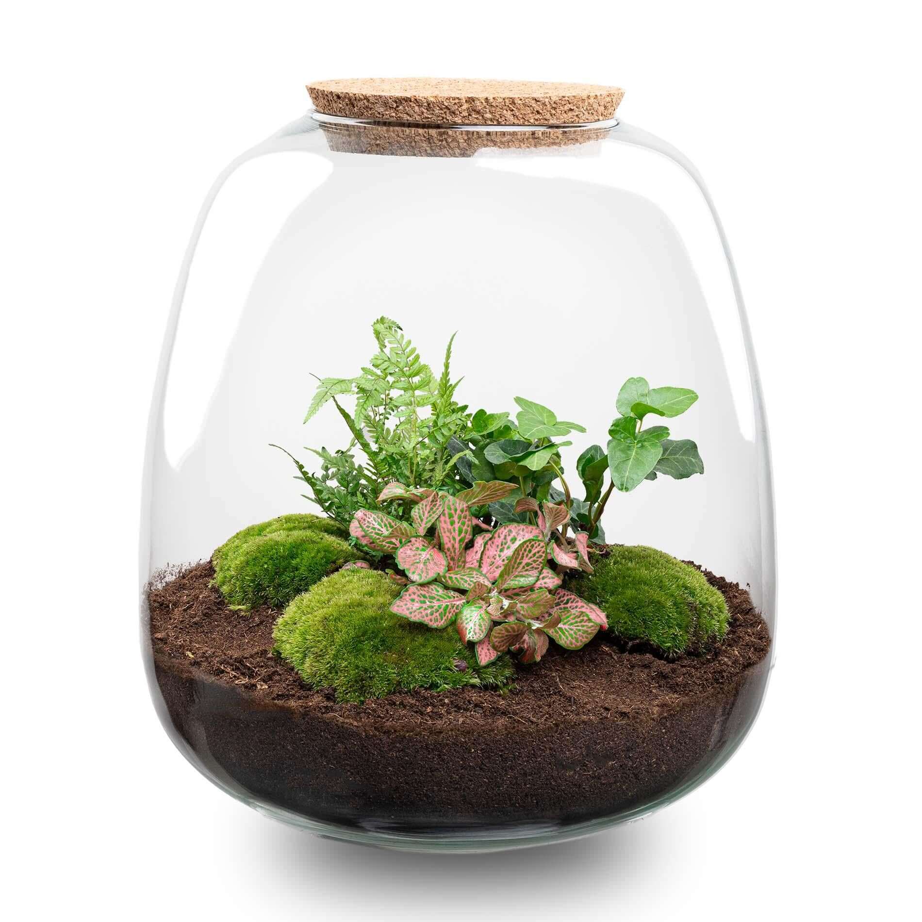 Everspring plantenterrarium met verschillende groene planten en mos ideaal voor DIY terrarium maken