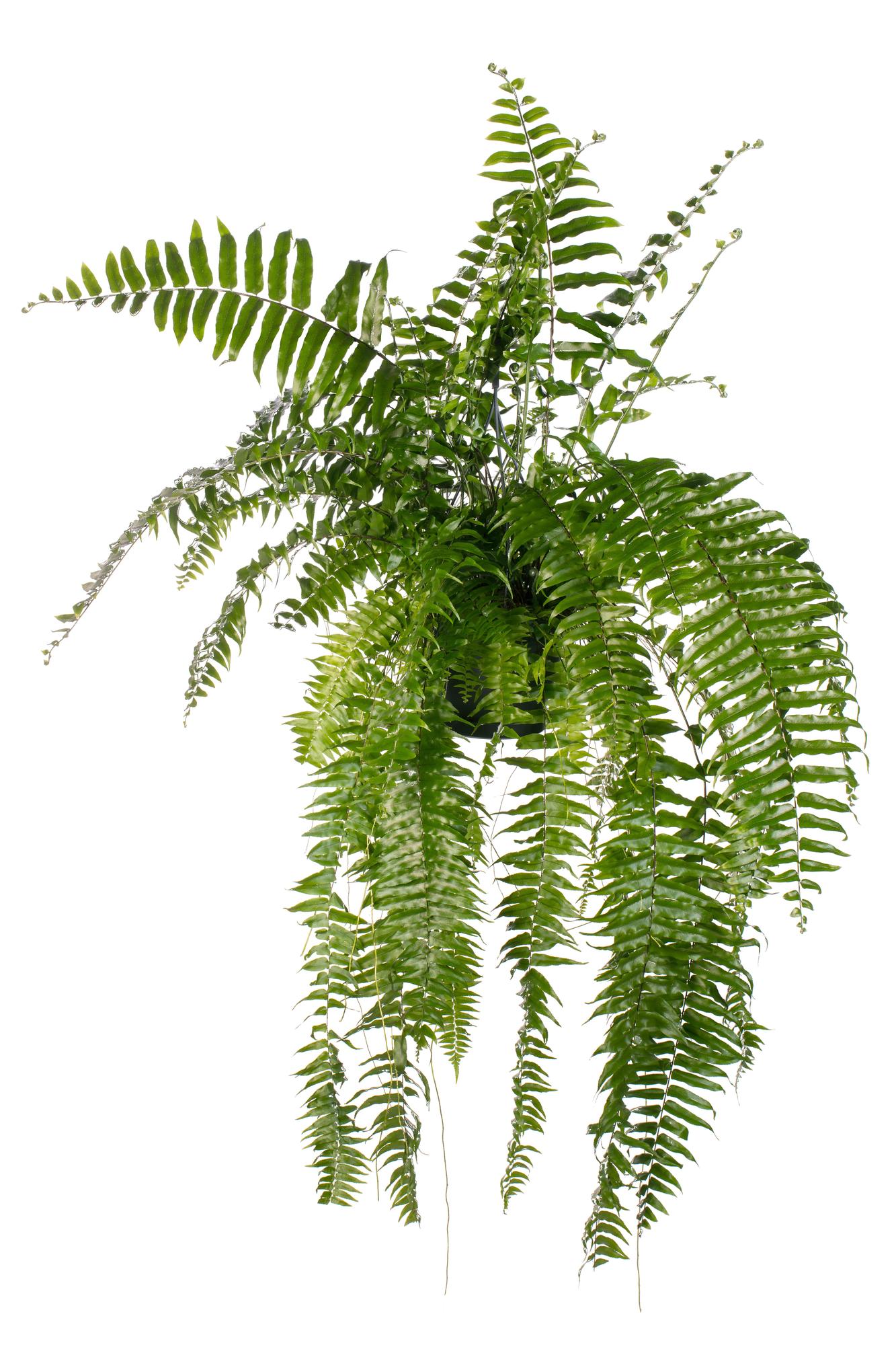 Krulvaren - Nephrolepis Macho - Ø20cm - ↕100cm