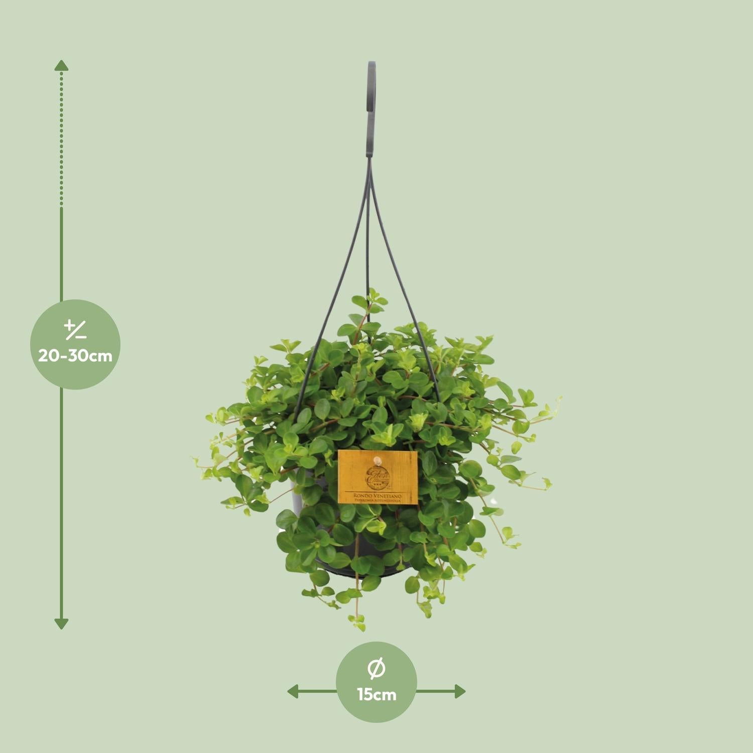 Zwanenkruid - Peperomia Rotundifolia - Ø15cm - ↕25cm